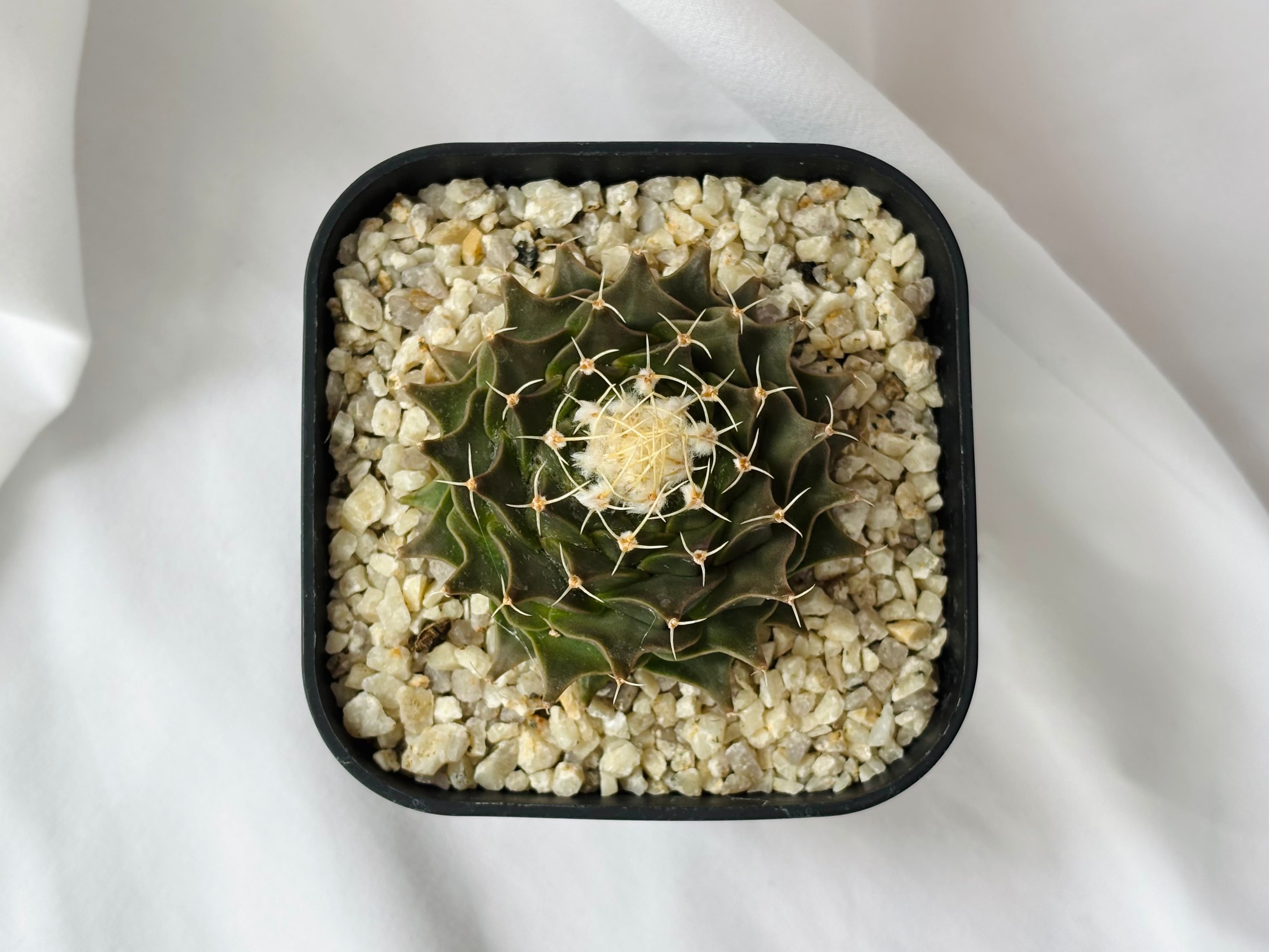 Obregonia denegrii オブレゴニア 帝冠 サボテン | plants MARU