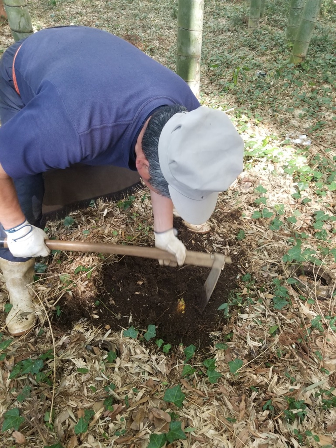 【予約販売】 朝掘り たけのこ ５本セット 千葉県産（ぬか付き）　※予約期間延長：4月25日まで