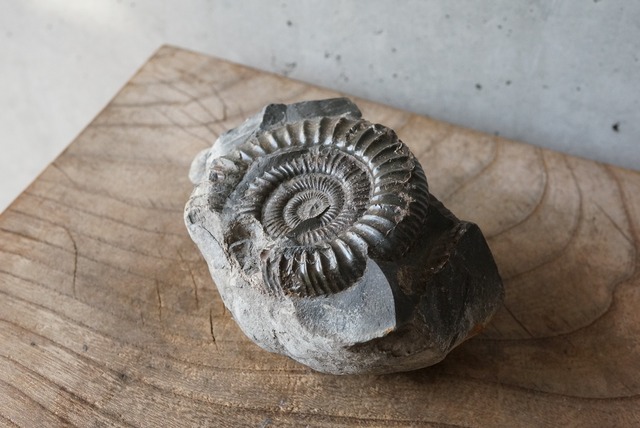 イングランド産アンモナイト化石 Ammonite Dactylioceras commune