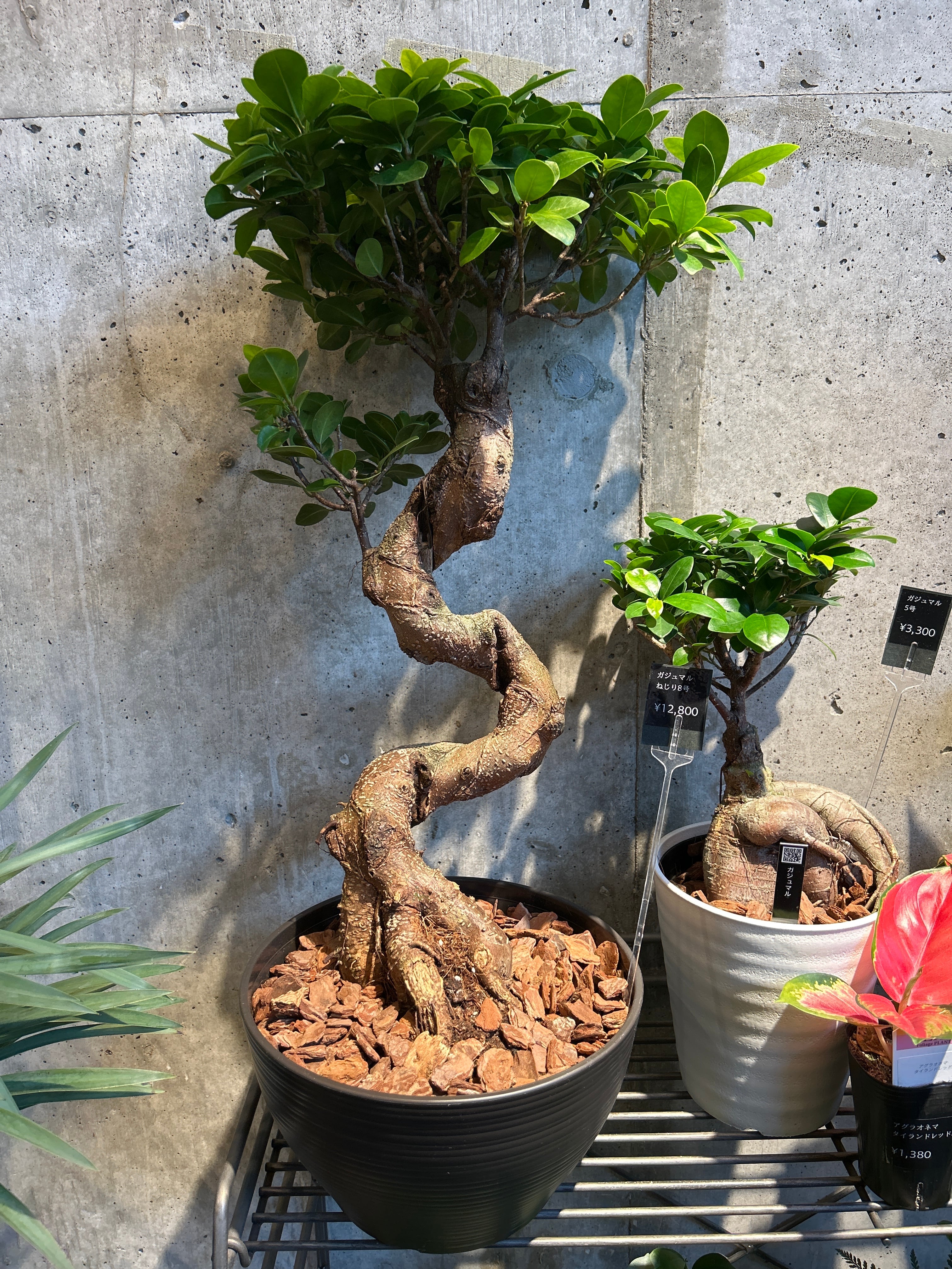 ガジュマル ねじり8号 | 植物との暮らし apricot