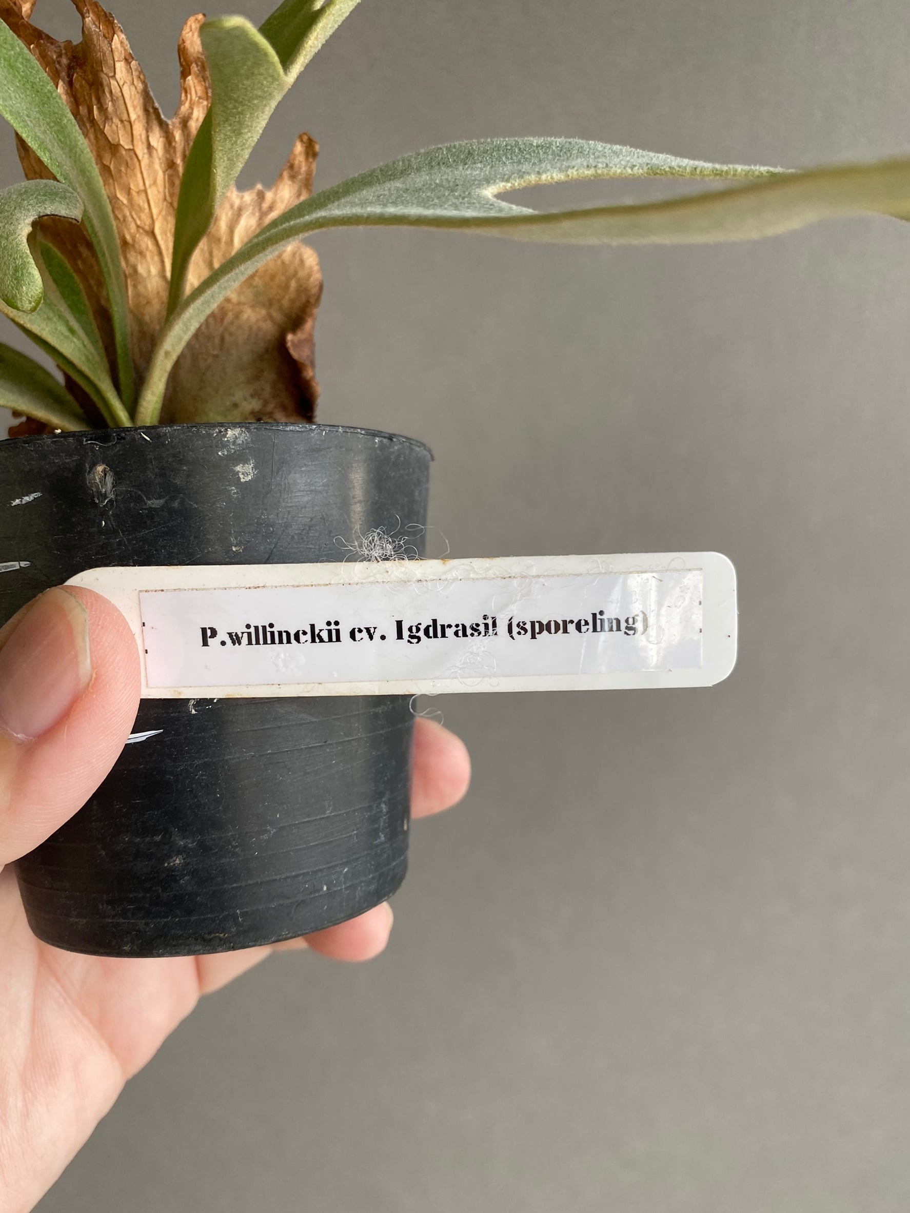 P. willinckii cv. Igdrasil (sporelings) 【artPLANTs P. willinckii cv. Igdrasil (sporelings) 【artPLANTs