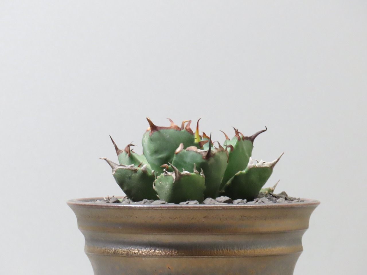 アガベ チタノタ 姫厳竜