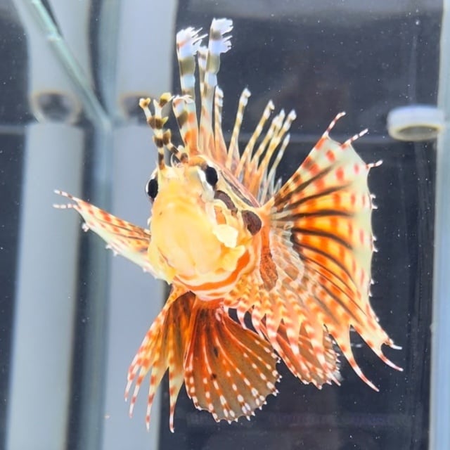 キリンミノカサゴ | Pay ID