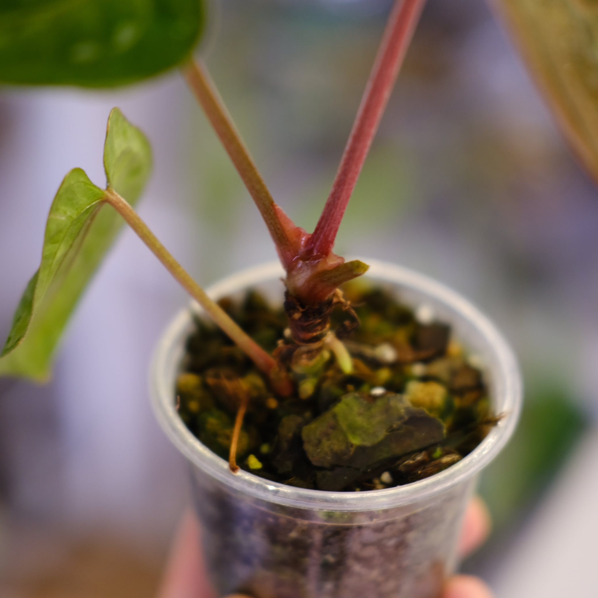 Anthurium kunayalensis × Anthurium Zara 'Michelle'｜アンスリウム