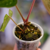 Anthurium kunayalensis × Anthurium Zara 'Michelle'|アンスリウム クナヤレンシス × ザラ・ミシェル⑤|観葉植物