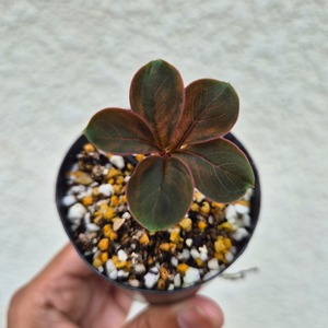 AM20 ♡レア〚 アモルフォファルス アトロビリディス 〛 Amorphophallus Atroviridis 塊根植物 コーデックス