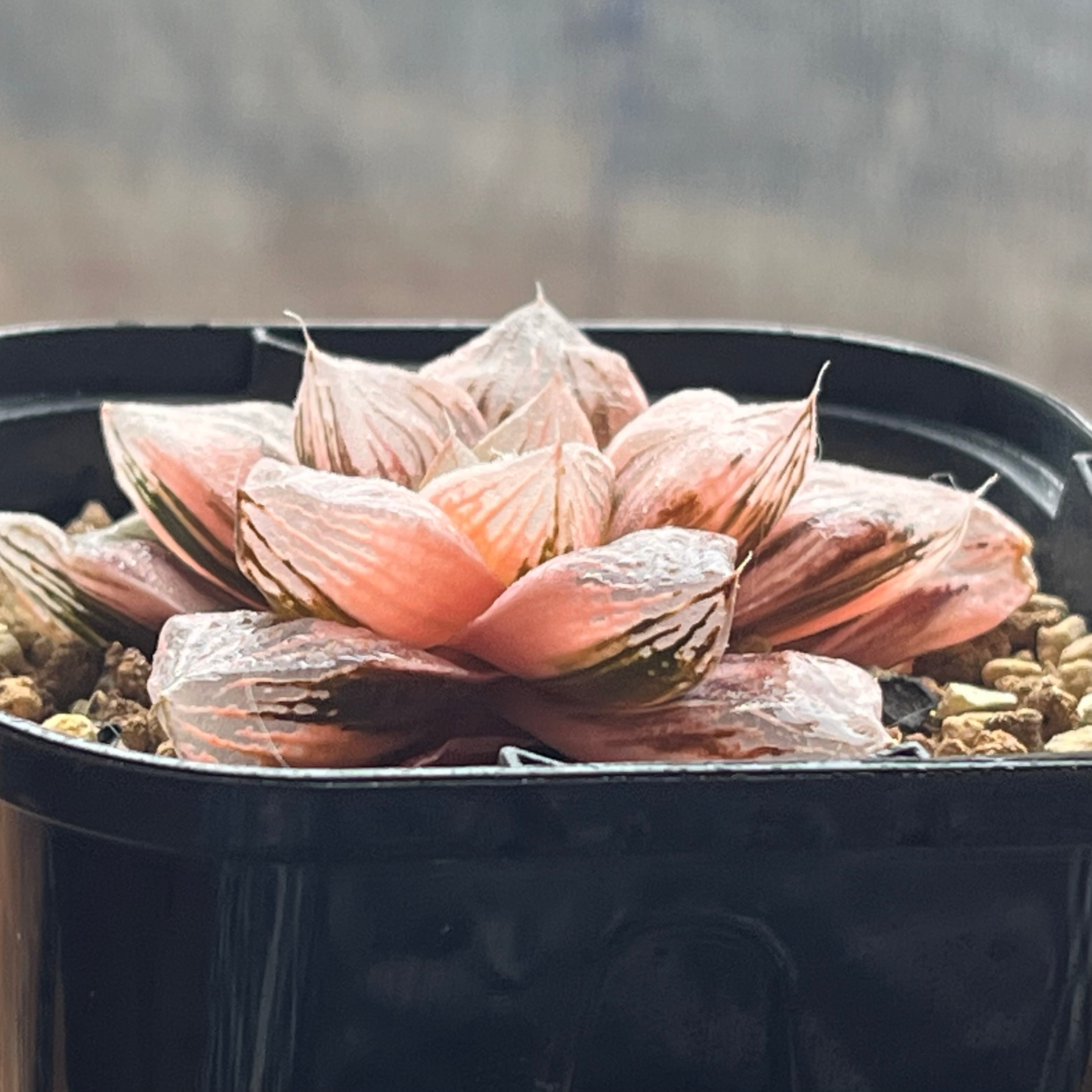 ハオルチア 玉潭寿錦 | mocono_plants