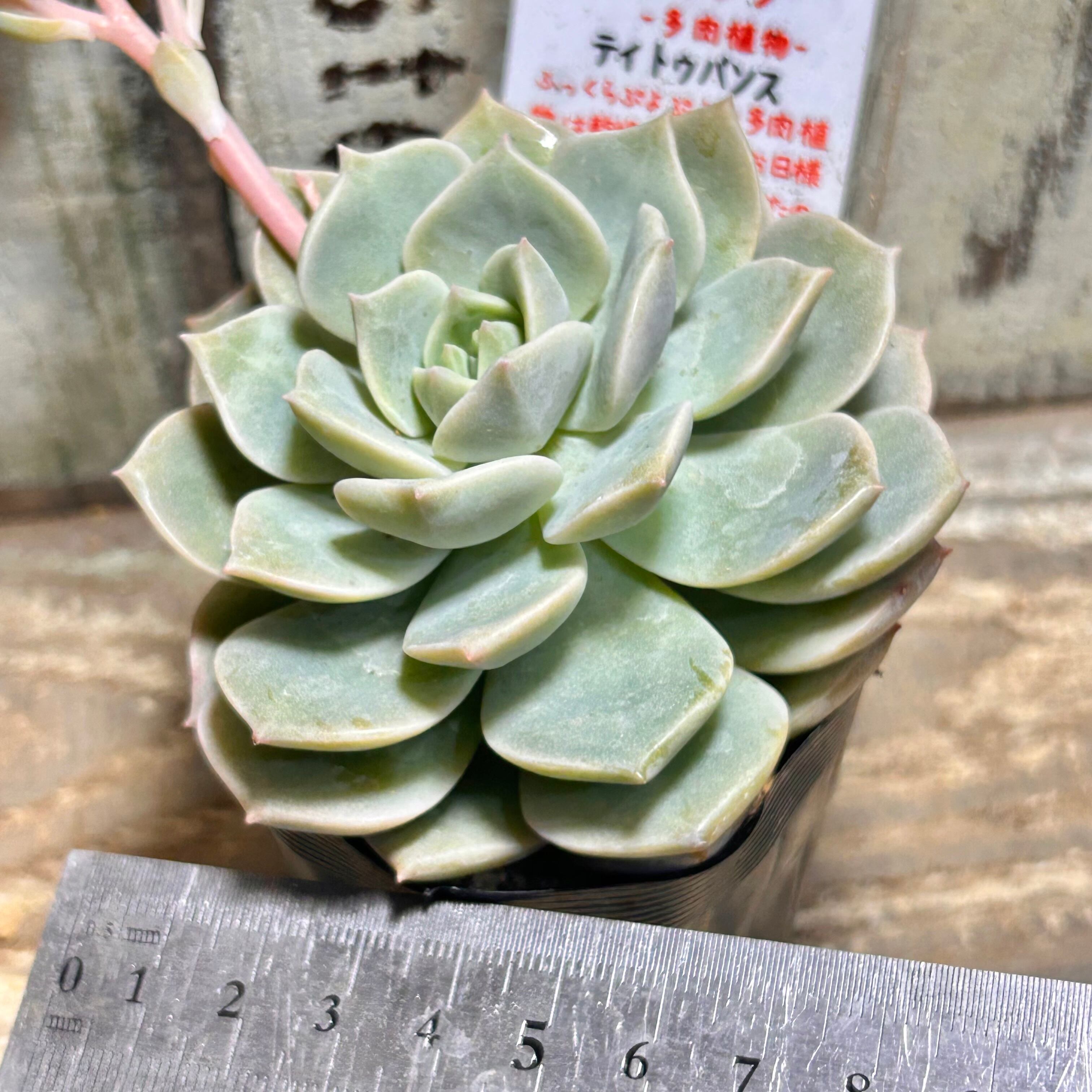 ティトュバンス(ティテュバンス) | RuPo 多肉植物専門店