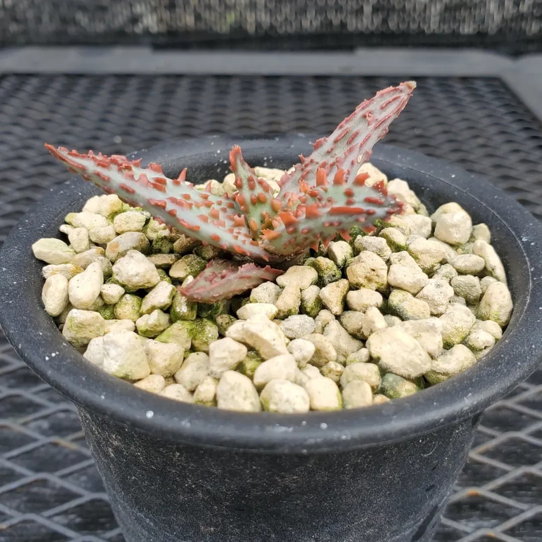 F00574_Aloe 'Glorious Dragon'（TCT）：アロエ・グロリアスドラゴン
