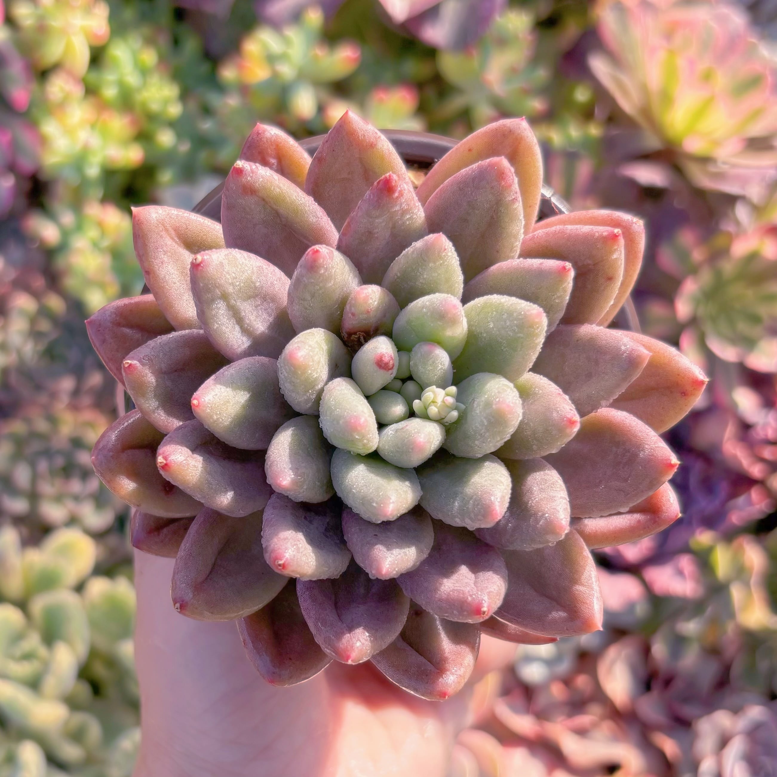 現品　水晶#M057　るる農園