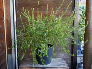 【現物】バンクシア ”エリシフォリア” (ヒースバンクシア)