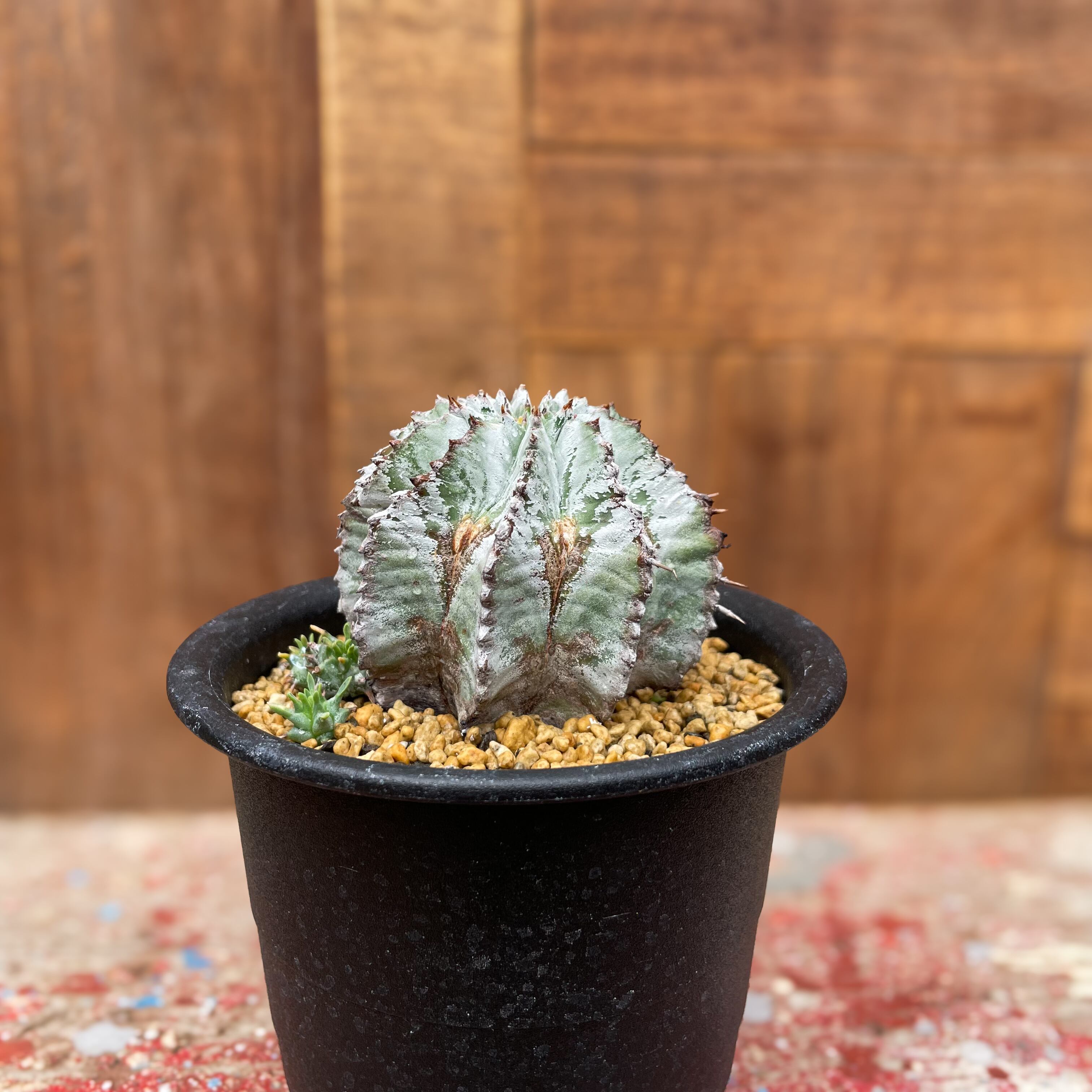 Euphorbia horrida【ユーフォルビア・ホリダ】 | RIMO