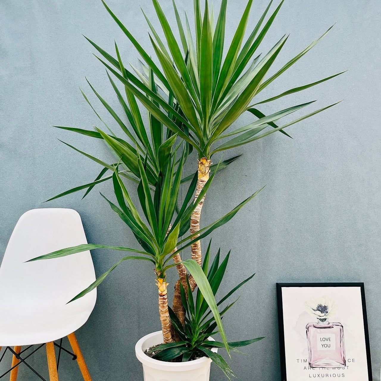 現品］大型サイズ！ ユッカ 10号 観葉植物 室内 大型 かっこいい