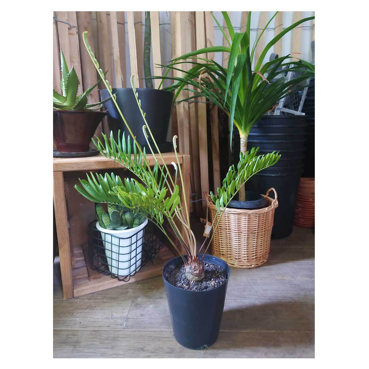 塊根植物・コーデックス Zamia floridana 277 ザミア フロリダーナ Zamia floridana | mana's farm:塊根植物・ア