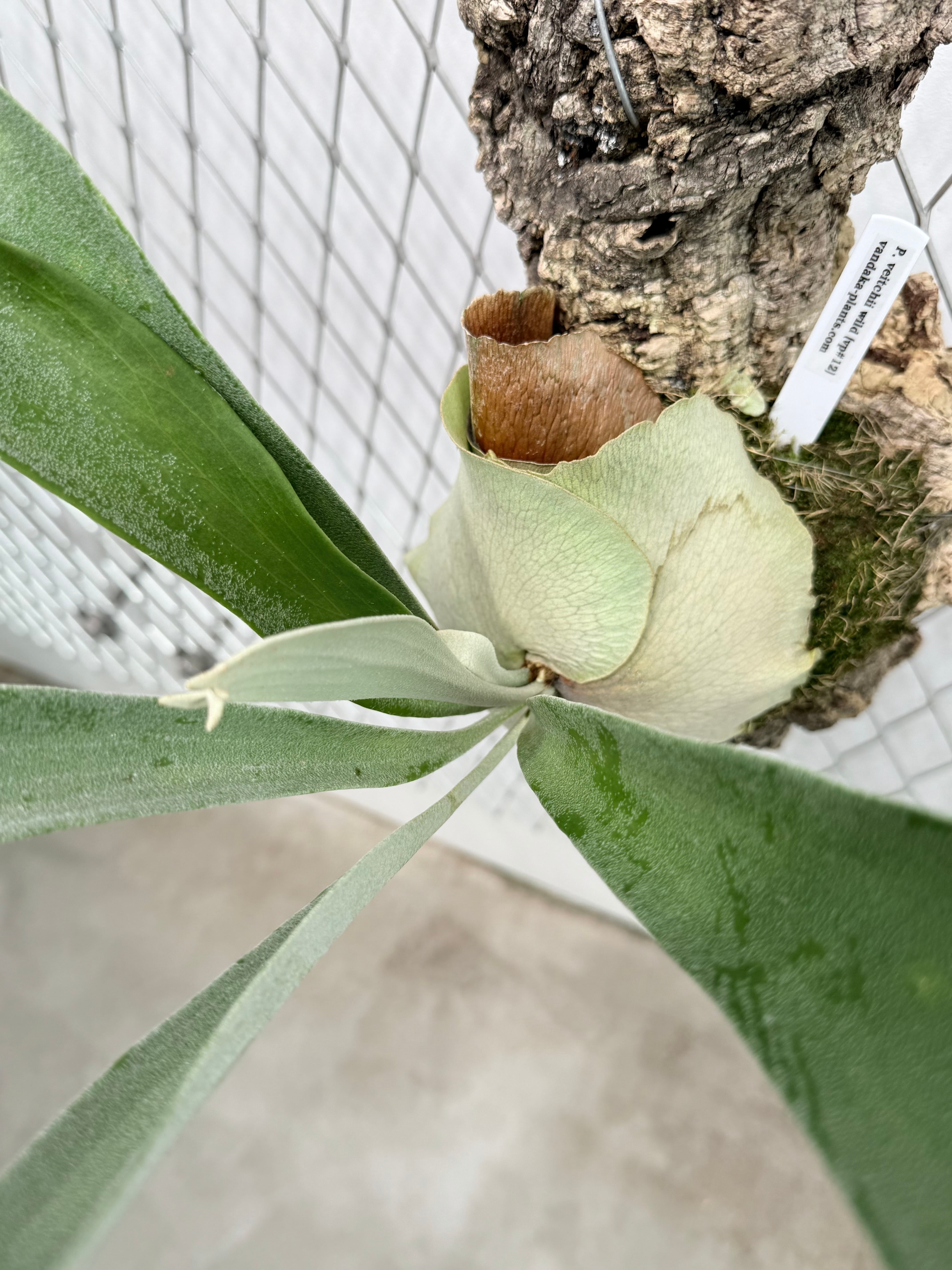 a) P.veitchii wild[vp#12] | vandaka plants