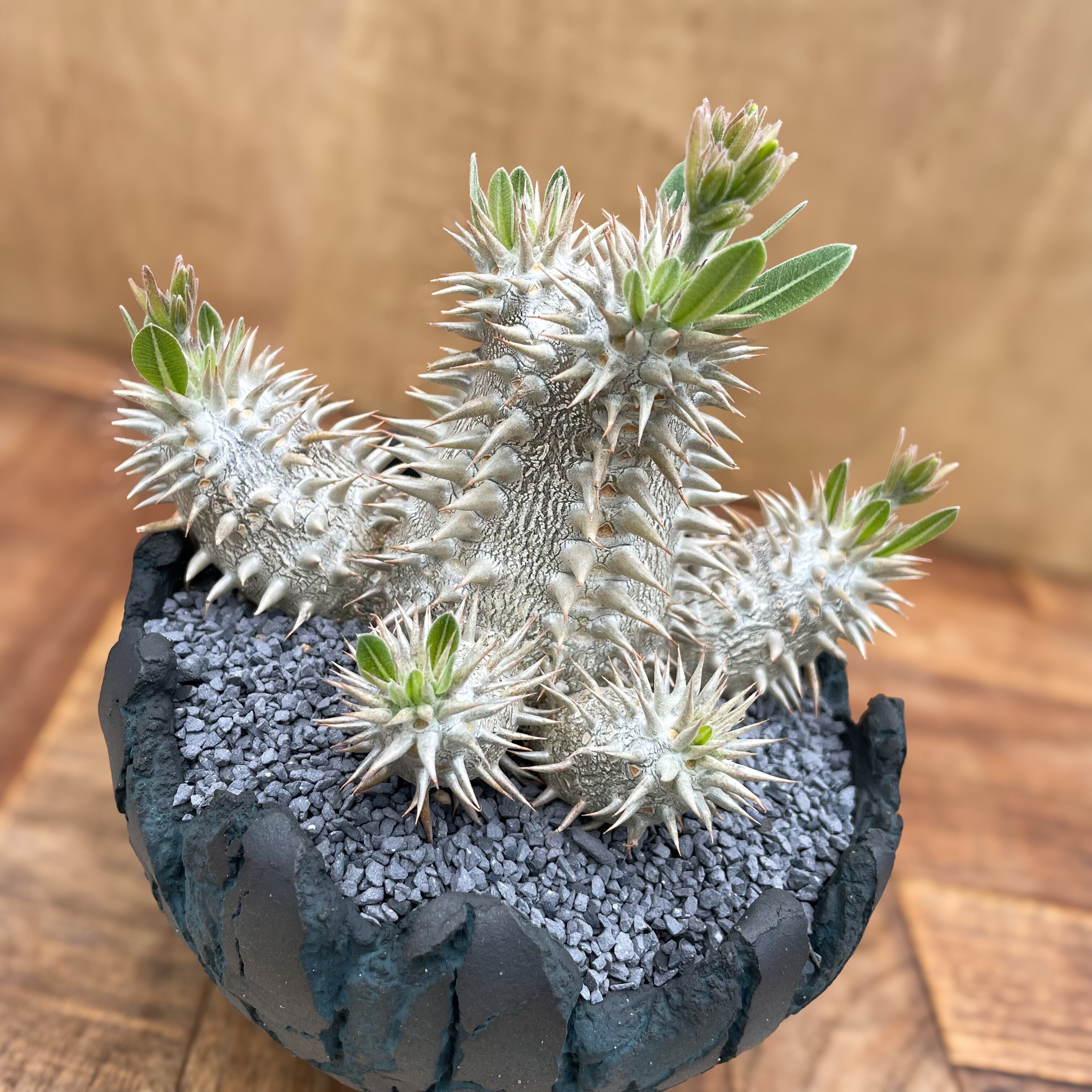 Pachypodium Densicaule【パキポディウム・恵比寿大黒】×【Opot