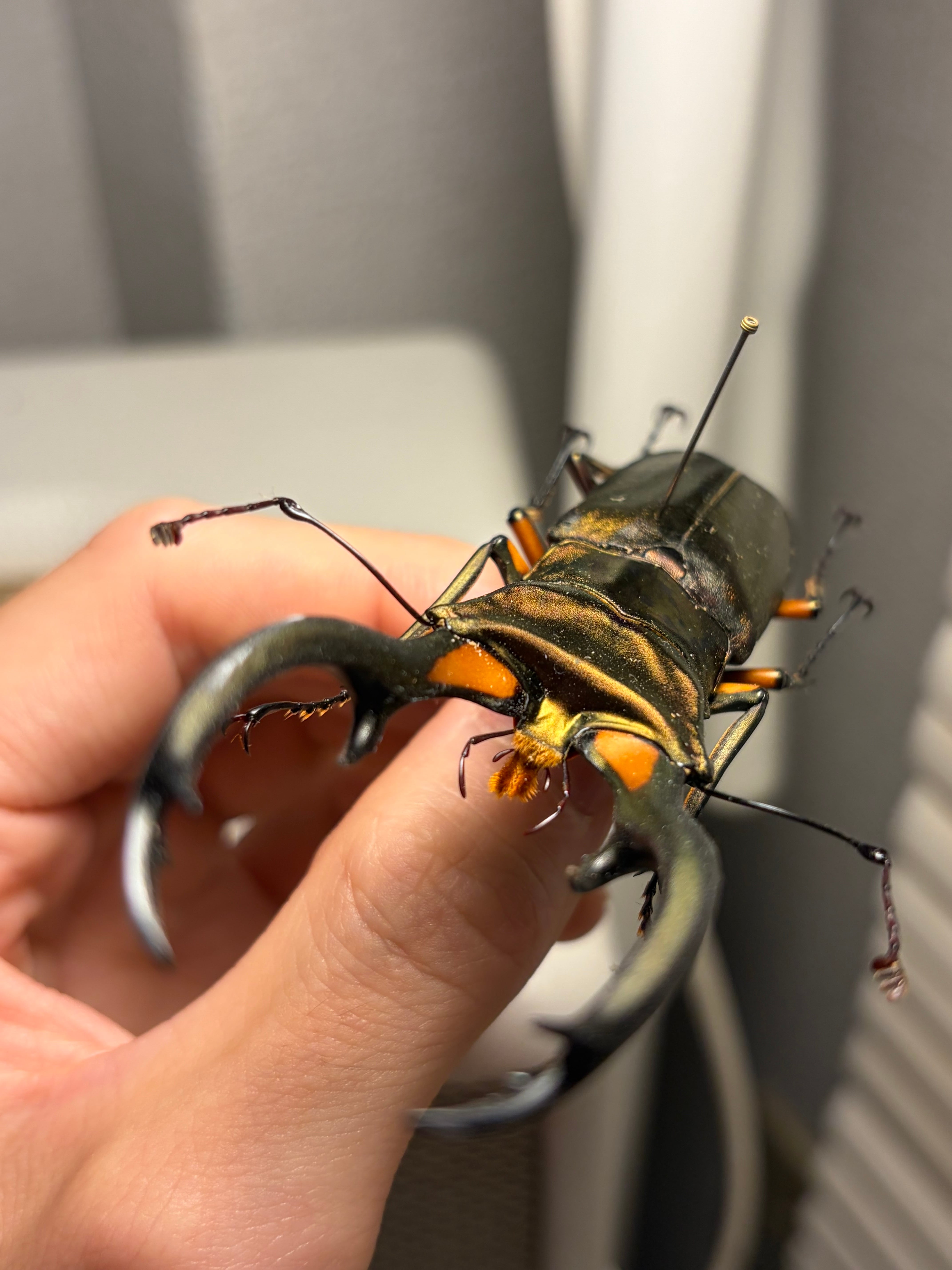 赤銅92mm】エラフスホソアカクワガタ Cyclommatus elaphus 紅鹿細身赤