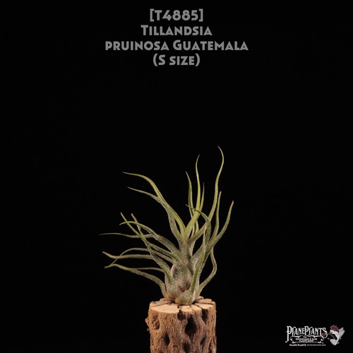 【送料無料】pruinosa Guatemala S〔エアプランツ〕現品発送T4885