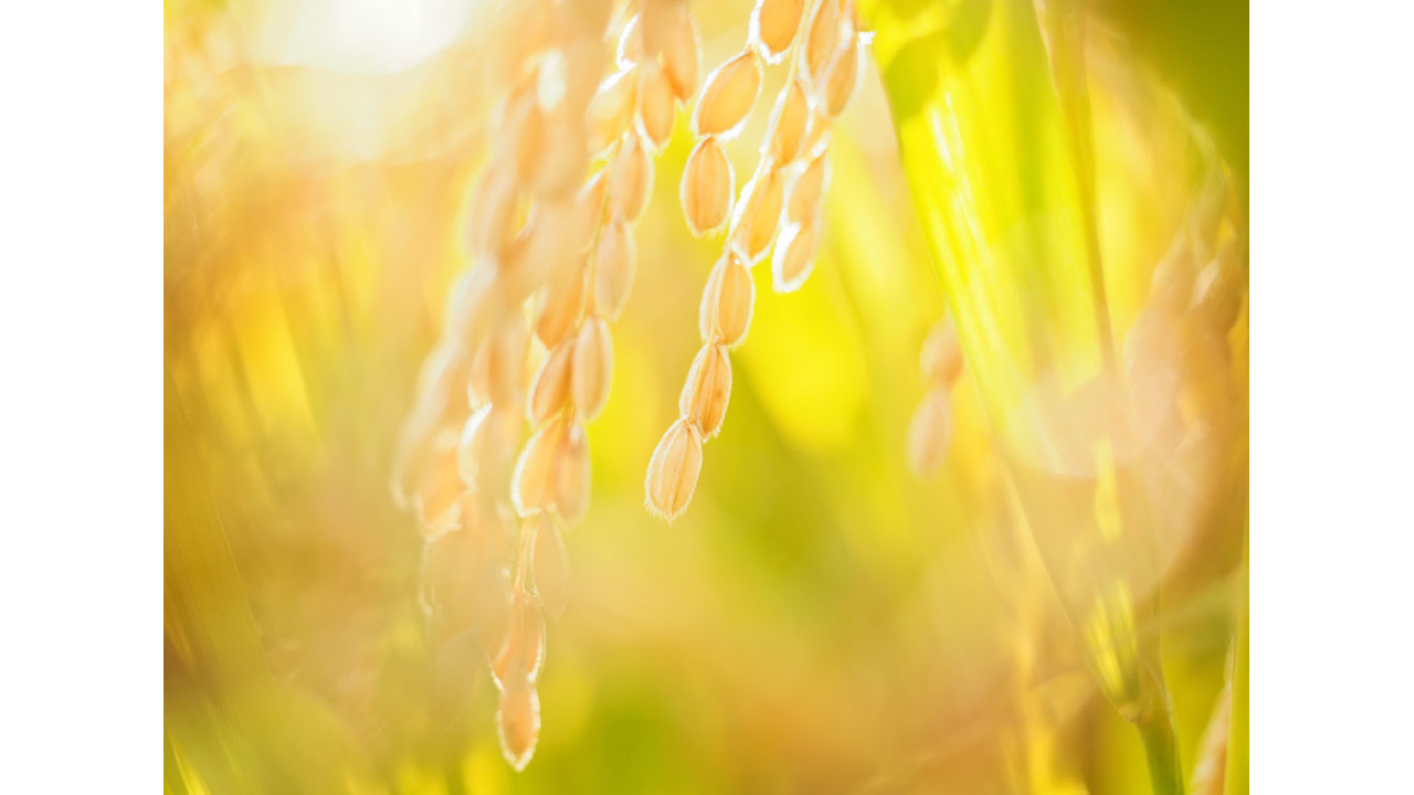 【 定期便 】淡路の米 | 自然栽培 | 農薬不使用・化学肥料不使用　キヌヒカリ/ 令和7年 【白米 5kg】（しっかり）