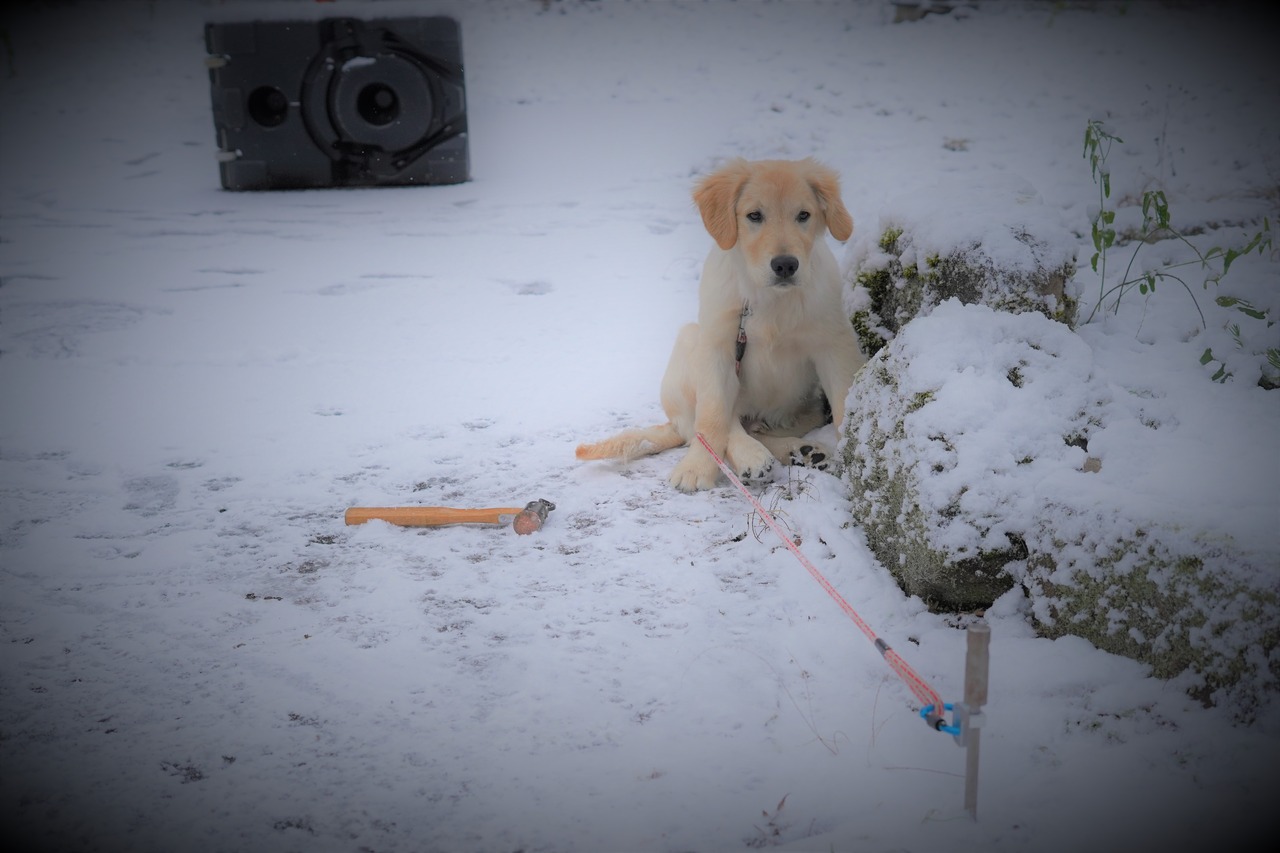 ドッグスタ－ズペグ【真鍮ﾌﾟﾚ-ﾄVer.】　リード部が360度回転し、絡みにくい