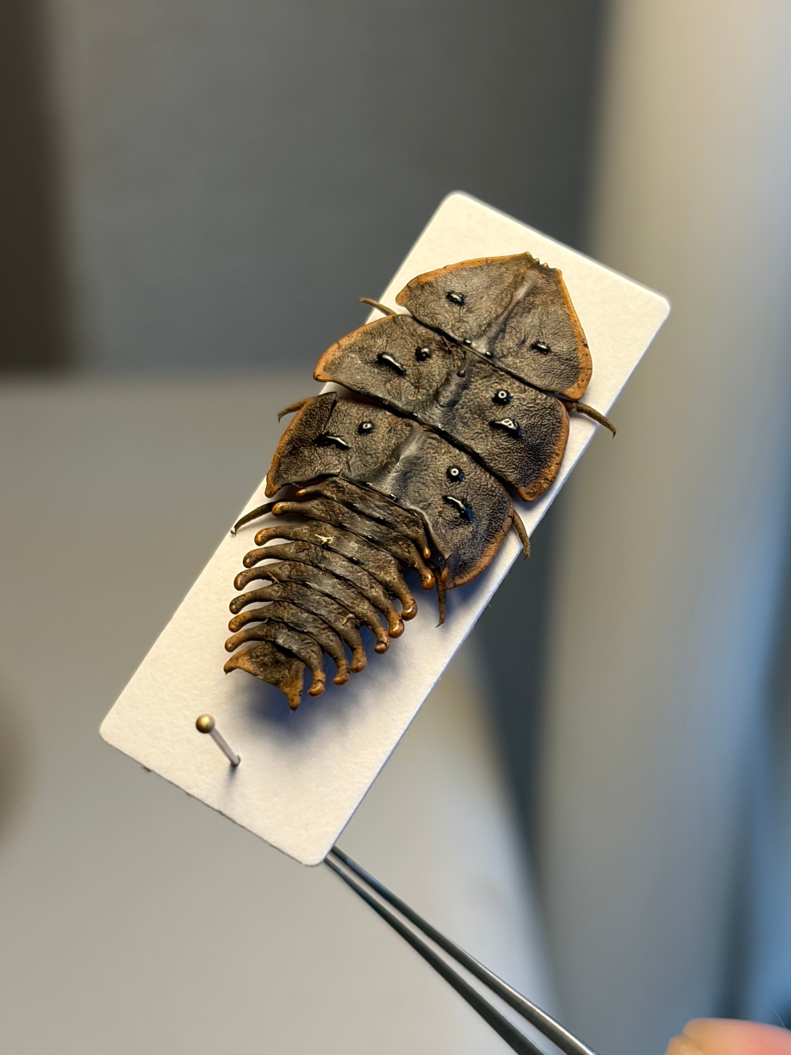 ラスト】サンヨウベニボタルの昆虫標本ホタル標本 蛍タランチュラ