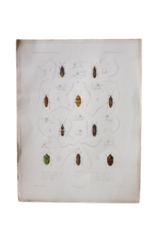 1840s exploration scientifique de l'Alg?rie  37cm 虫の彩色図版d