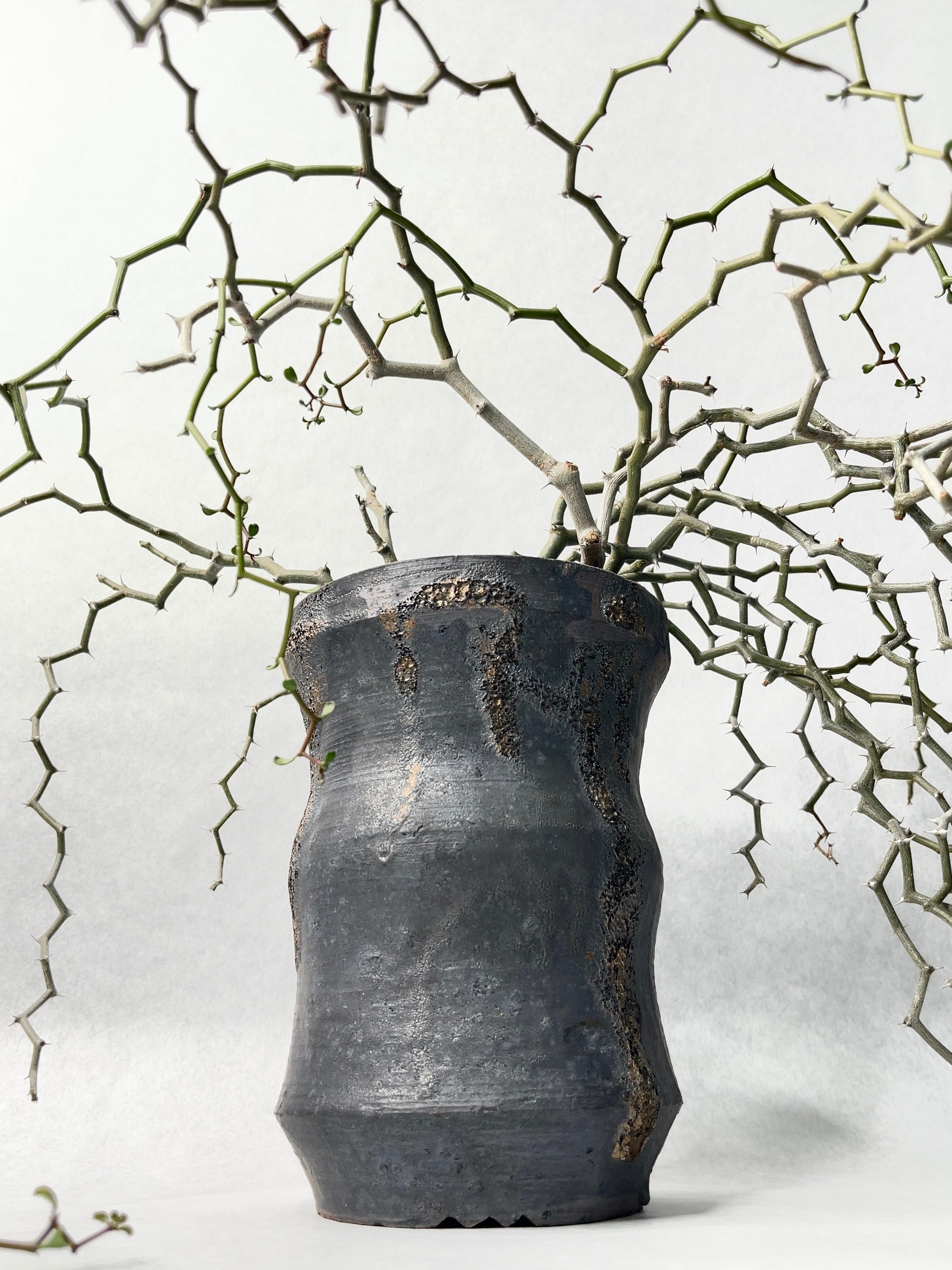 デカリア・マダガスカルカリエンシス | trigger