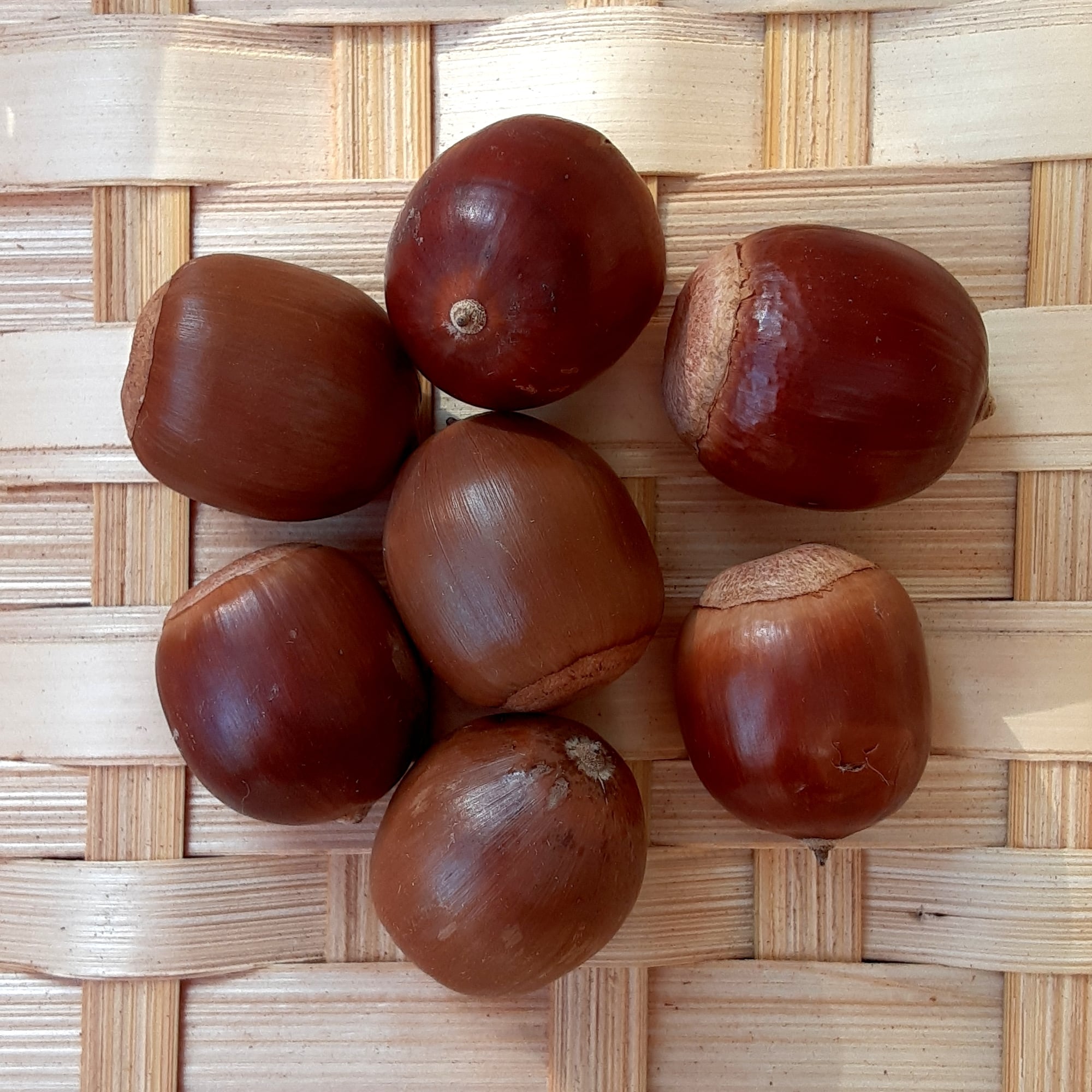 クヌギ・アベマキのどんぐり 特大 7個 | 木の実通販の shop.木の実