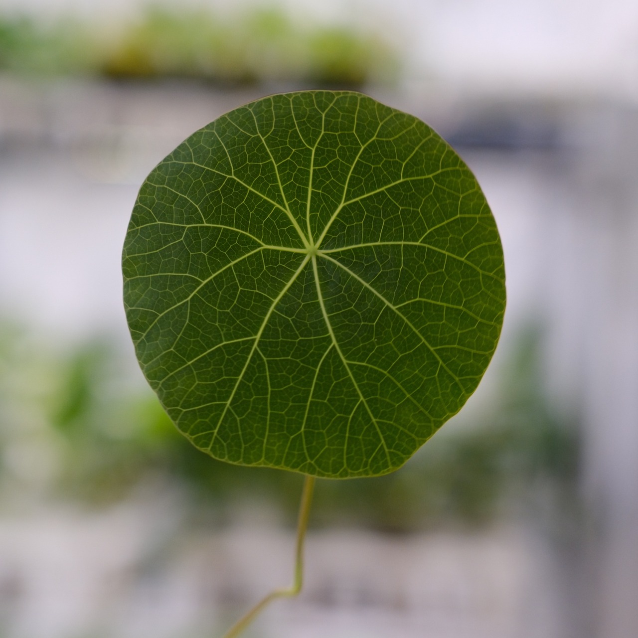 Stephania kaweesakii / ステファニア カウィーサキー⑤