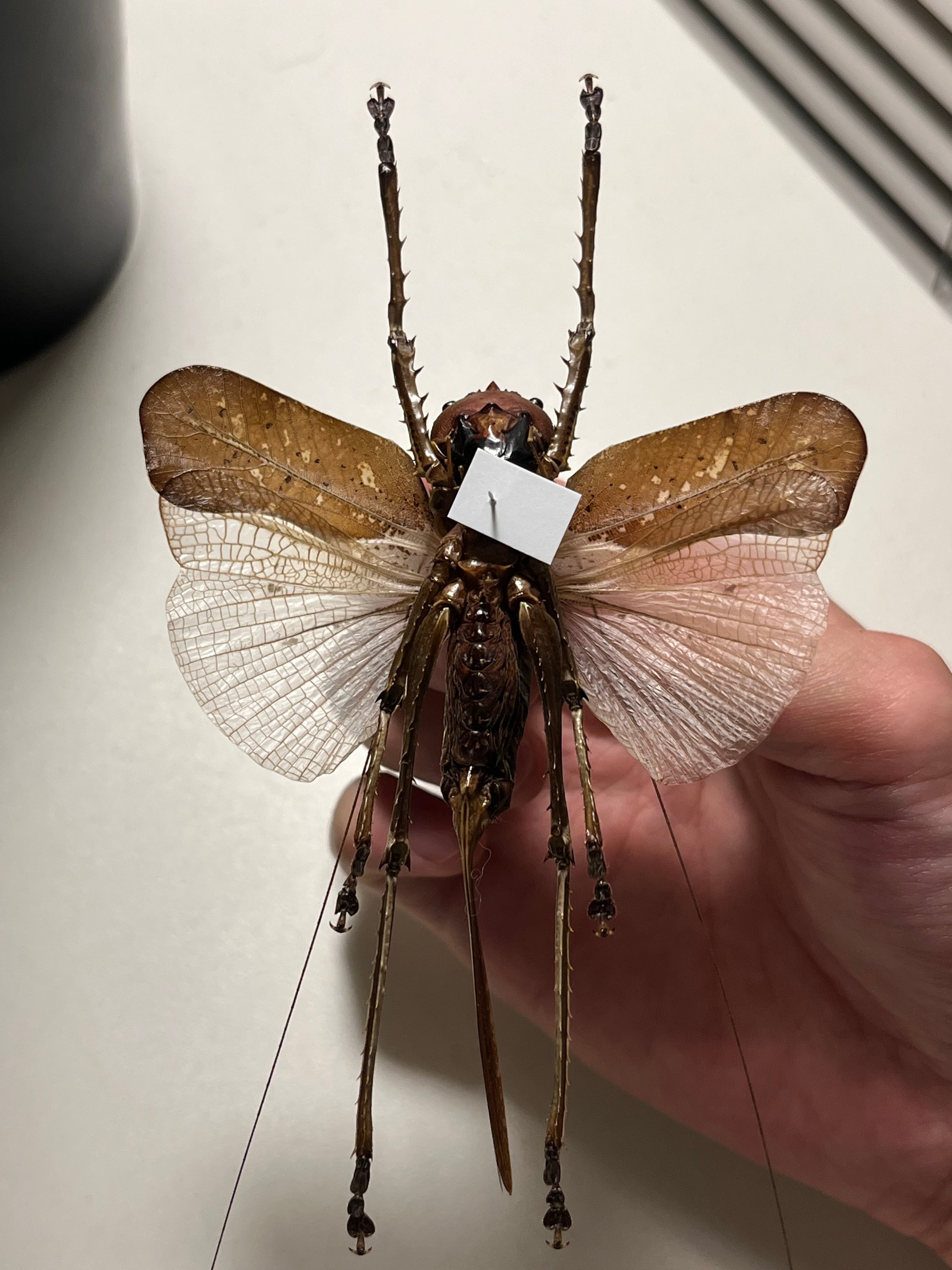 56mm】ドラゴンヘッドキリギリス トゲトゲギスコロギスリオック直翅類