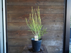 メラレウカ ”アルミラリス”