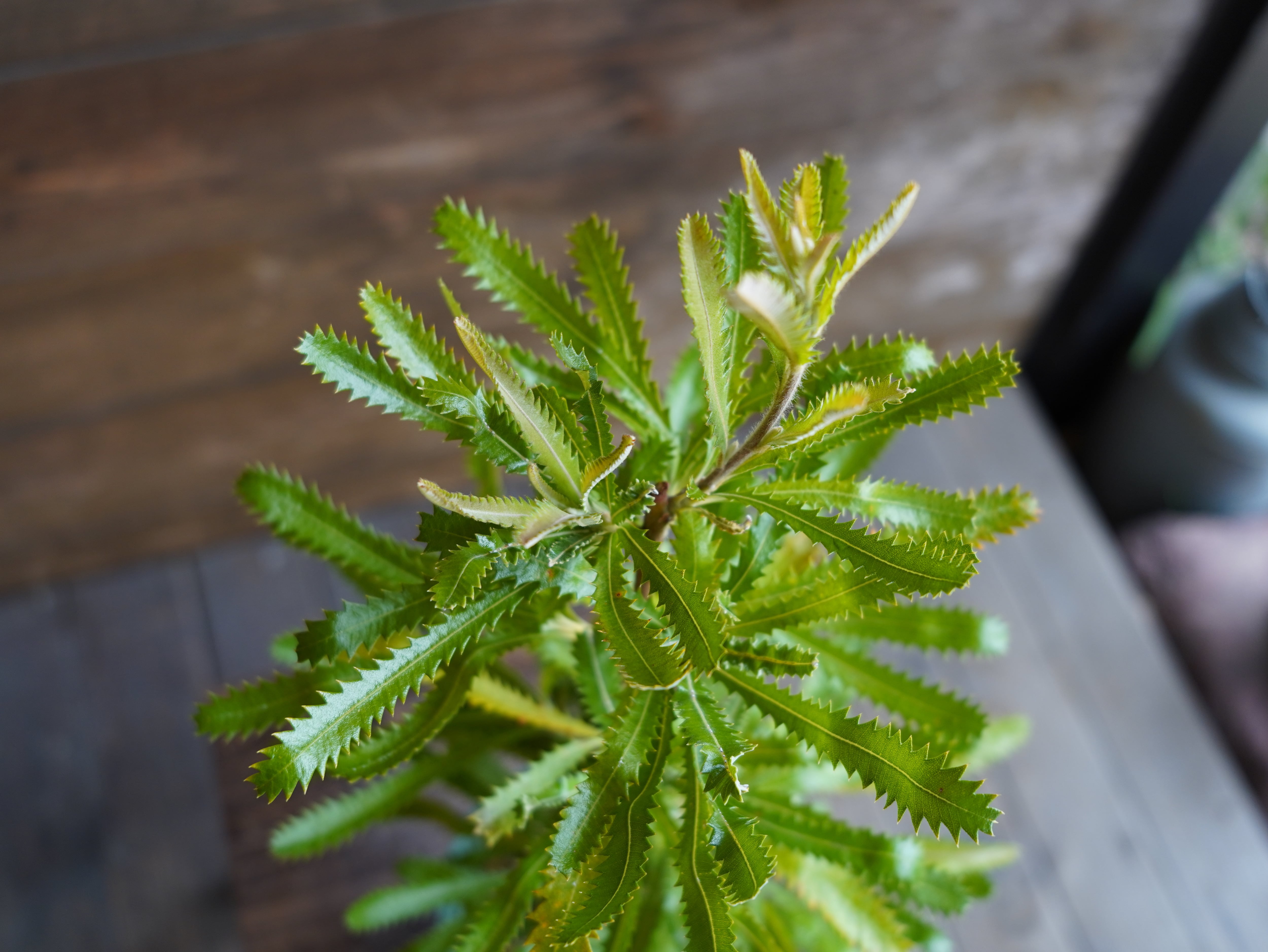 【現物】バンクシア　”セラータ”　A