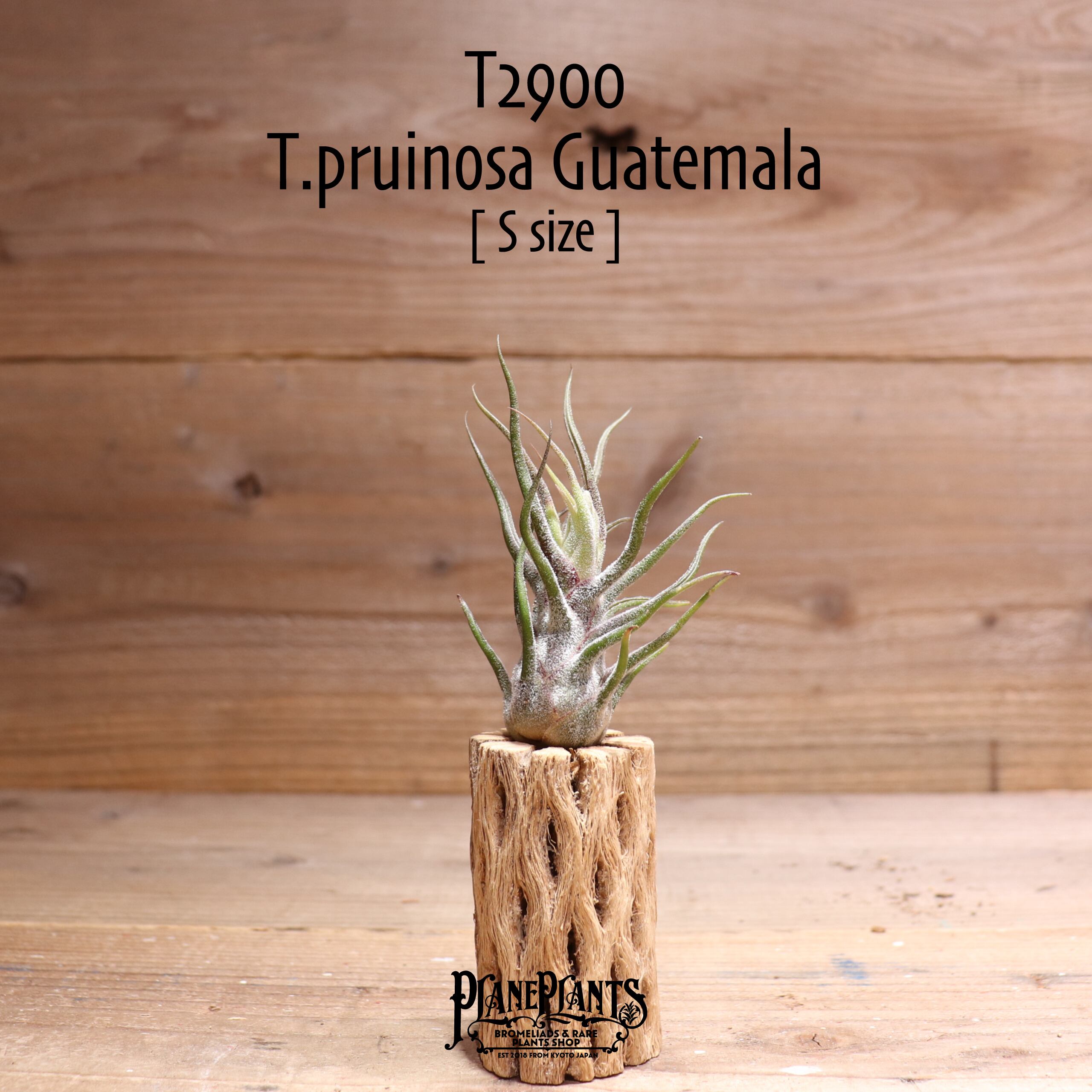 【送料無料】プルイノーサ グアテマラ S〔エアプランツ〕現品発送T2900