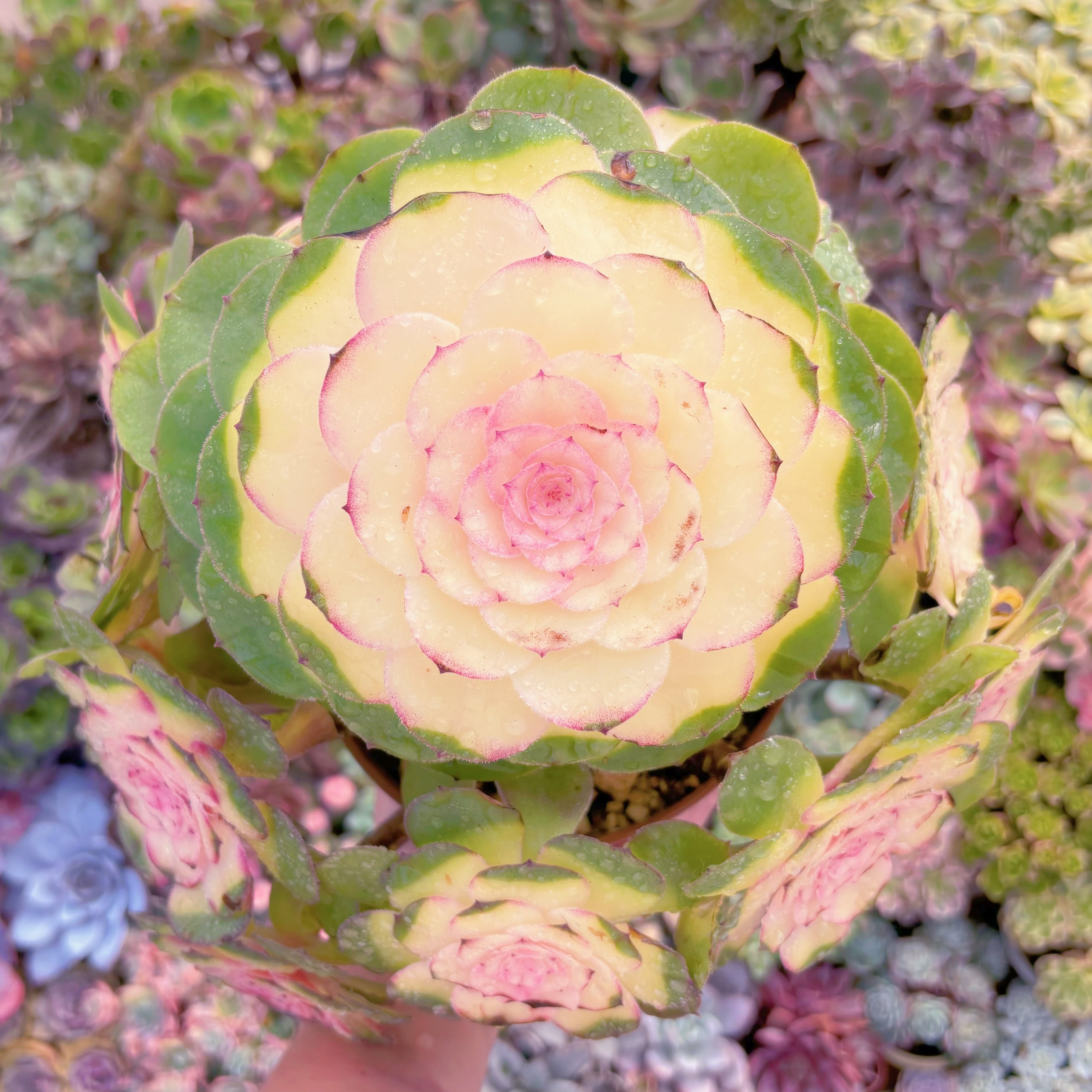 現品　ハロウィン錦#909　特特大群生　新入荷　るる農園