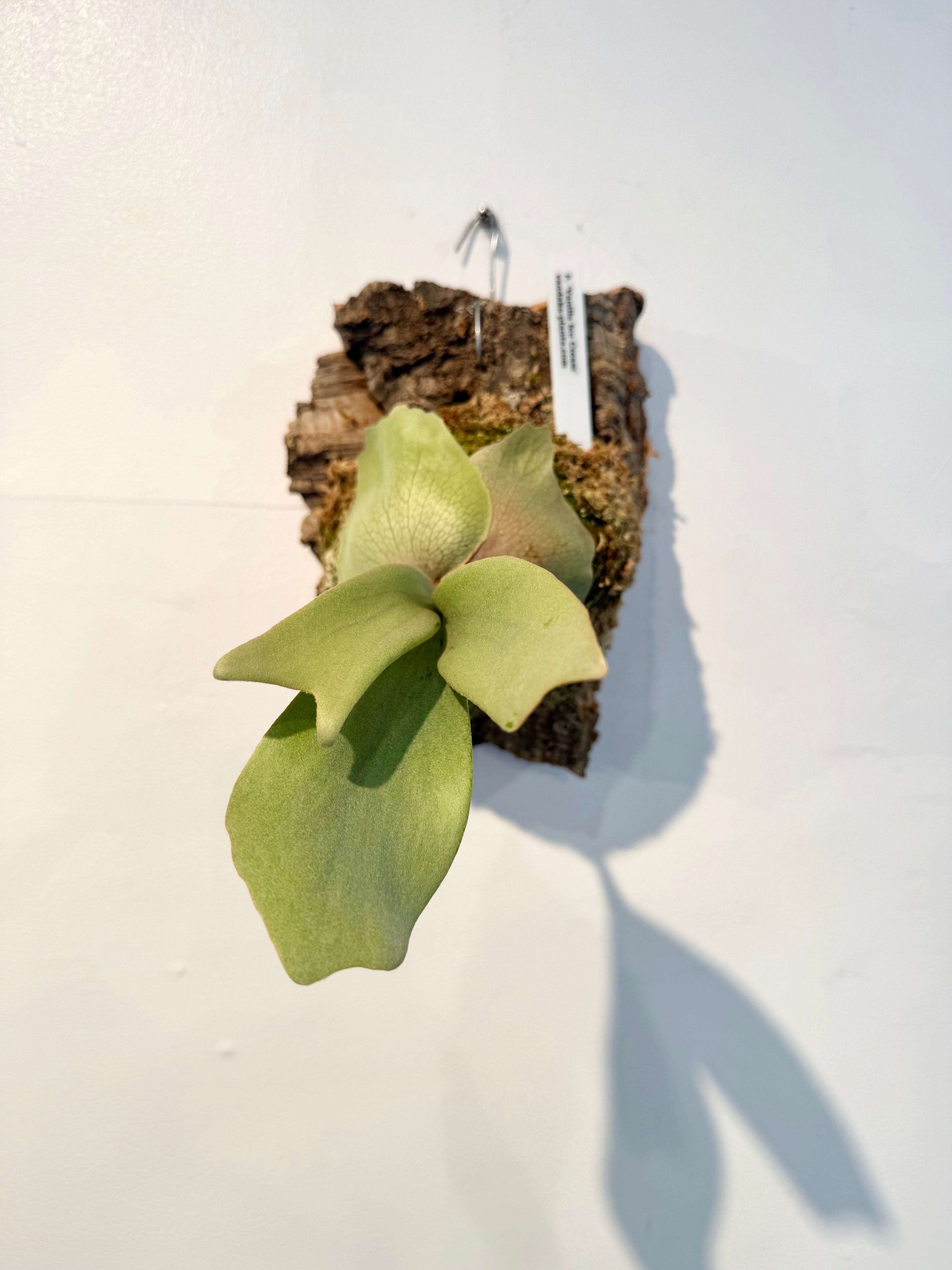 Platycerium_ビカクシダ | vandaka plants
