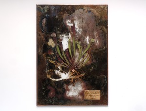 [食虫植物] Botantique mirror no.92  [サラセニア・レウコフィラ]