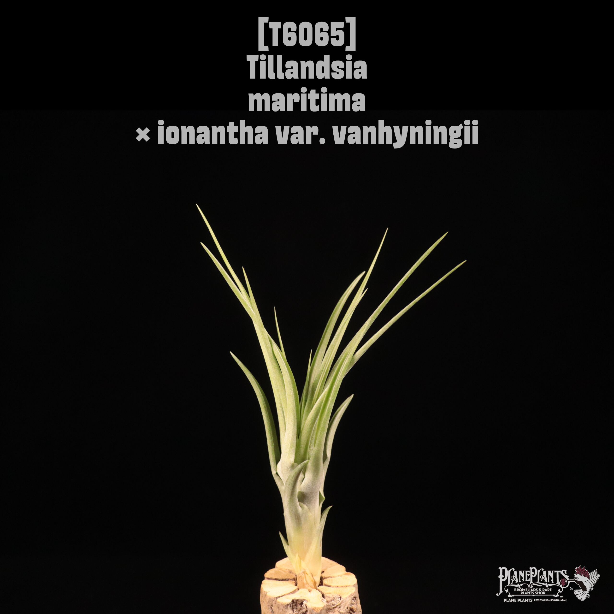 送料無料】mauryana〔エアプランツ〕現品発送T1078 | plane plants
