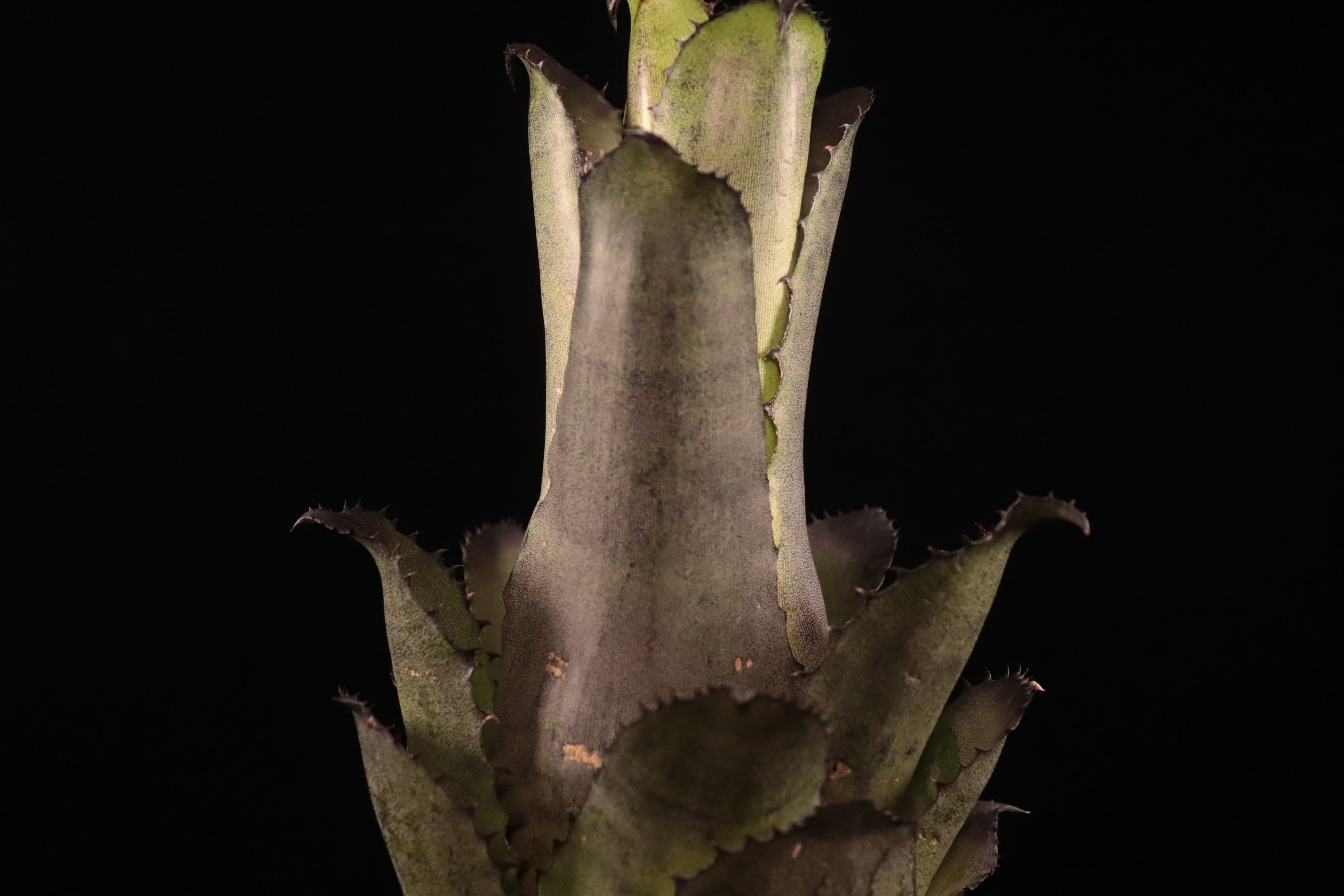 送料無料】Hohenbergia leopoldo-horstii (Double thorn clone