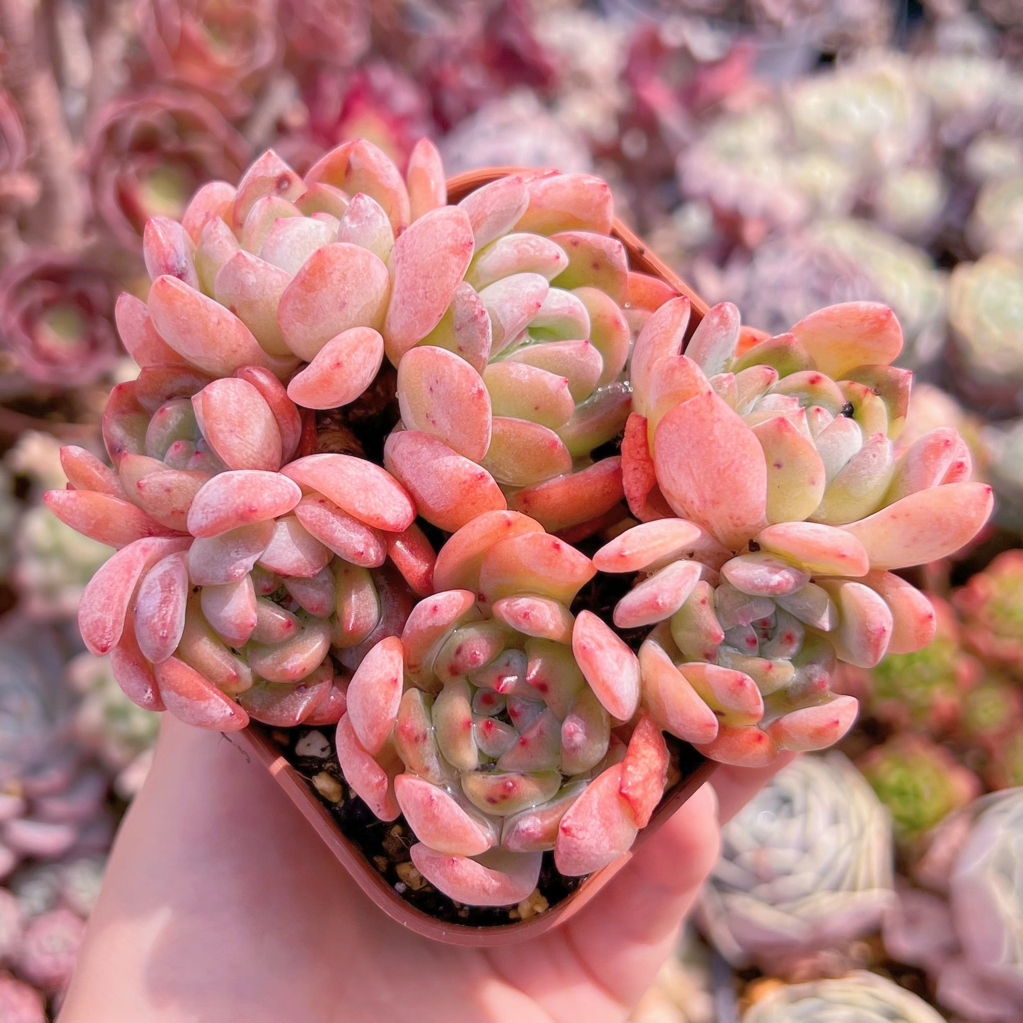 現品　スターマーク#1004　るる農園