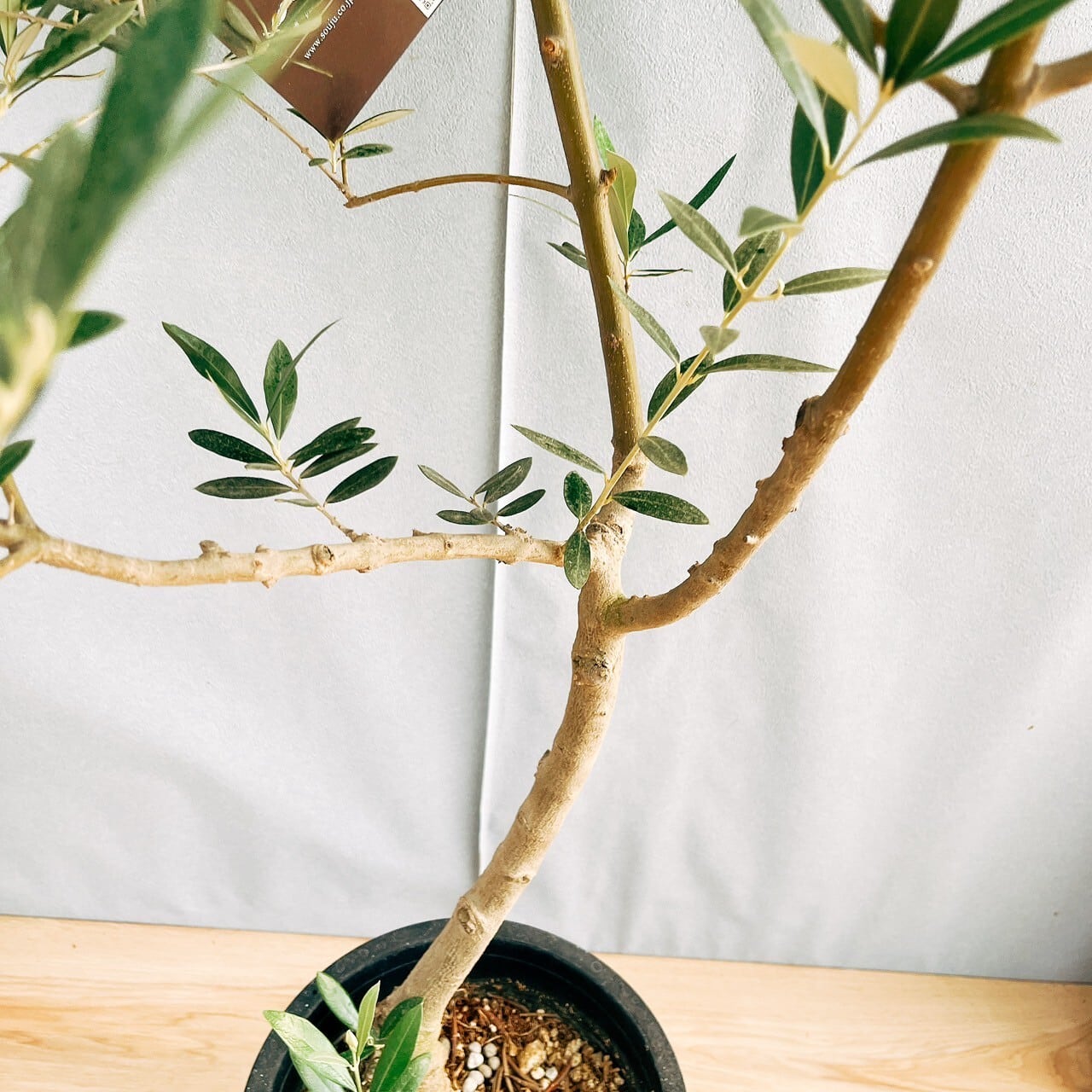 現品］46番 創樹 オリーブ ピクアル 8号 観葉植物 大型 屋外 souju