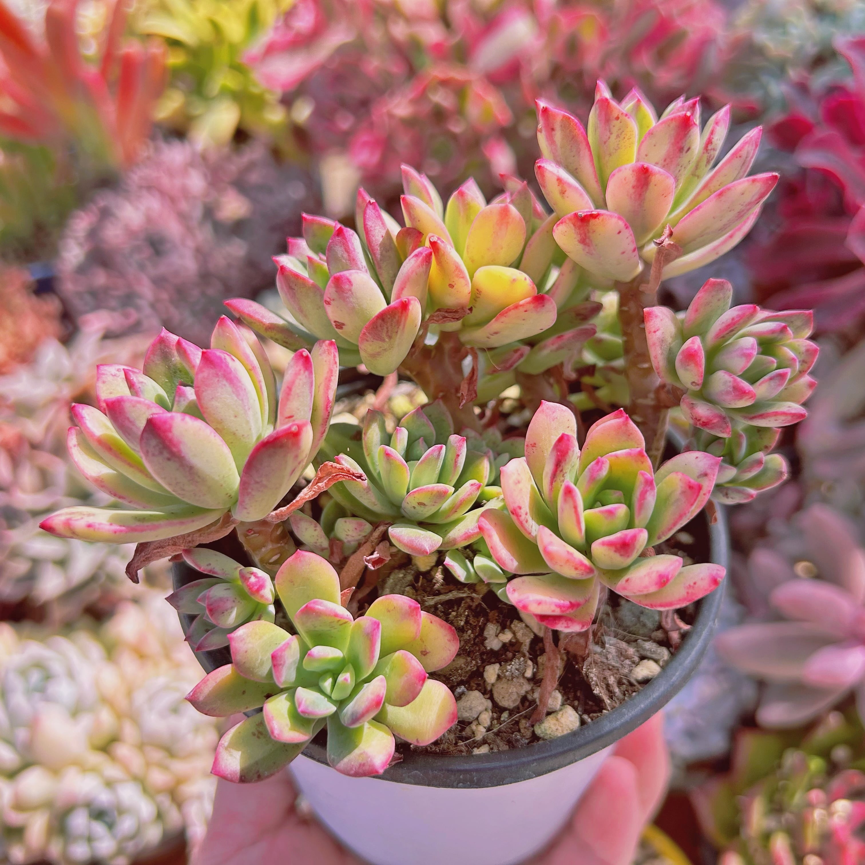 #090現物　多肉植物　ミニベル錦　大群生　抜き苗