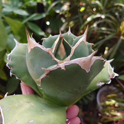 アガベ チタノタ オアハカ Agave titanota Oaxaca 15