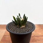 Ariocarpus bravoanus【アリオカルプス・ブラボアナス・実生】