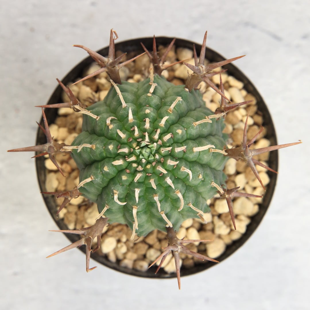 62m ハオルチア 多肉植物 花水晶糊斑 自家繁殖 【公式通販】