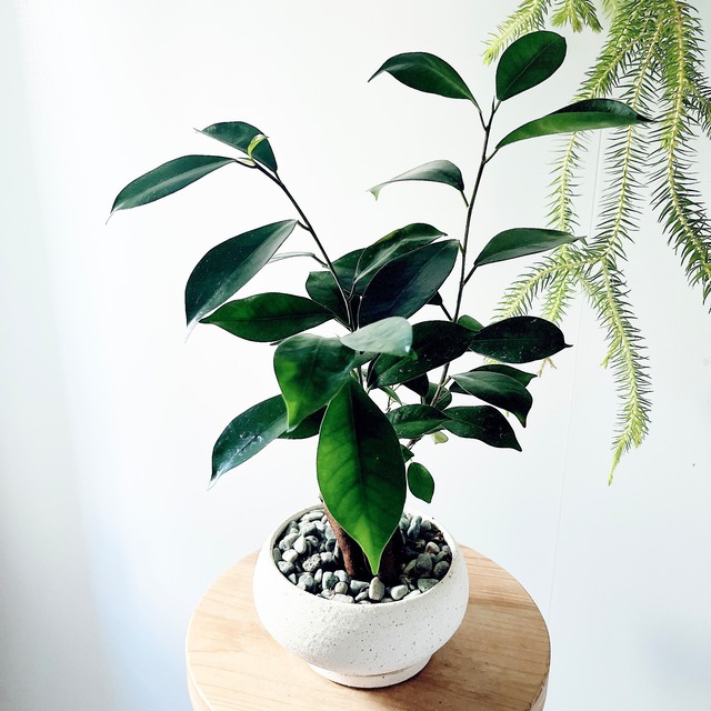 多幸の木　ガジュマル 陶器鉢仕立て 観葉植物 calm cafe