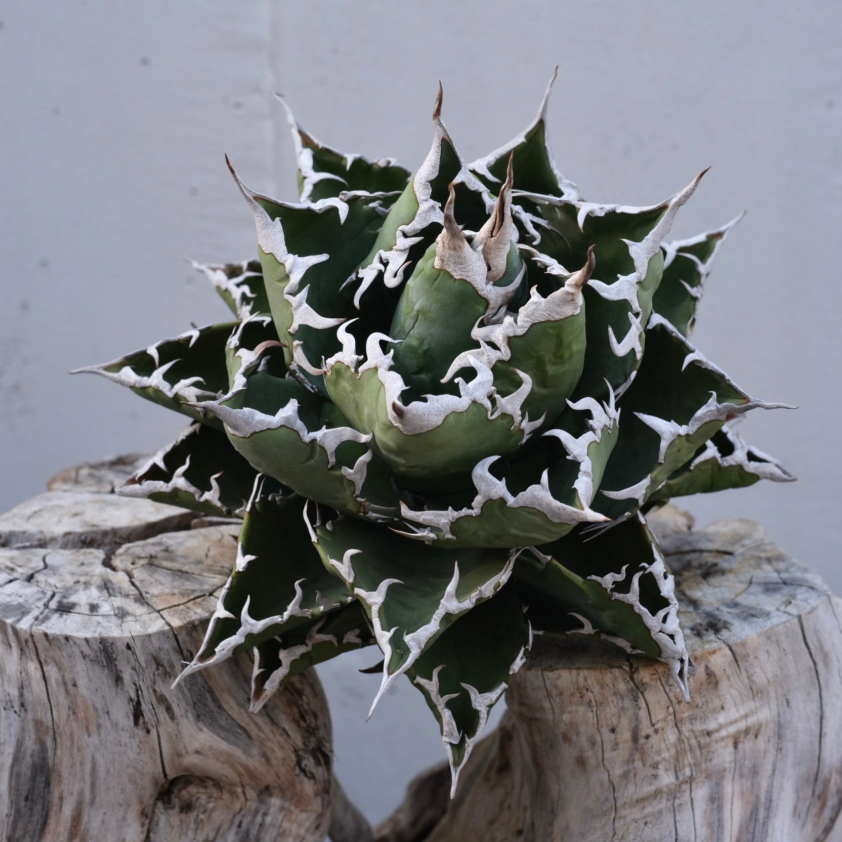 Agave titanota Wabi 狂棘夕映 ф 18cm （子株付） | wabi