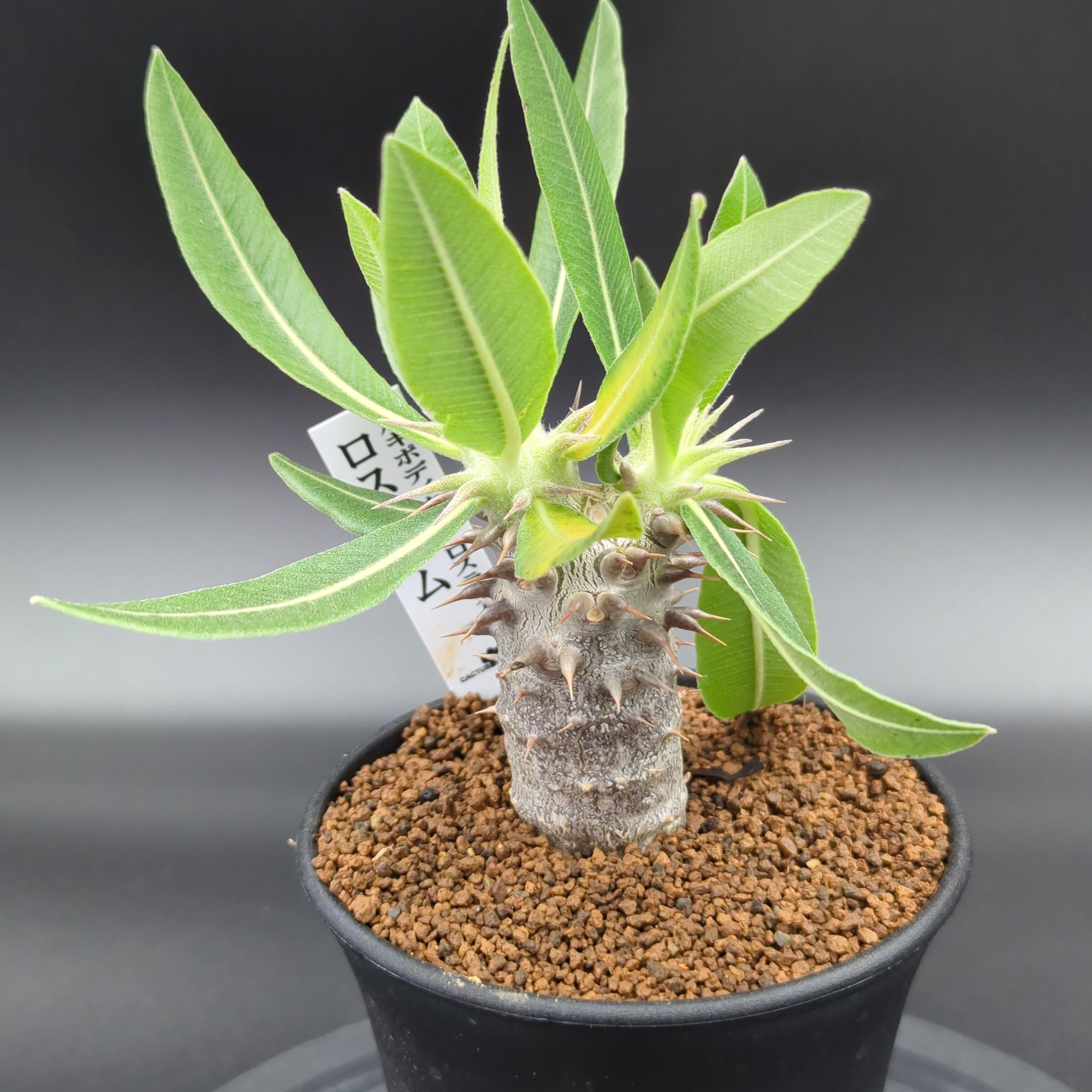 オペルクリカリア パキプス 実生2年 | BRIDGE GARDEN