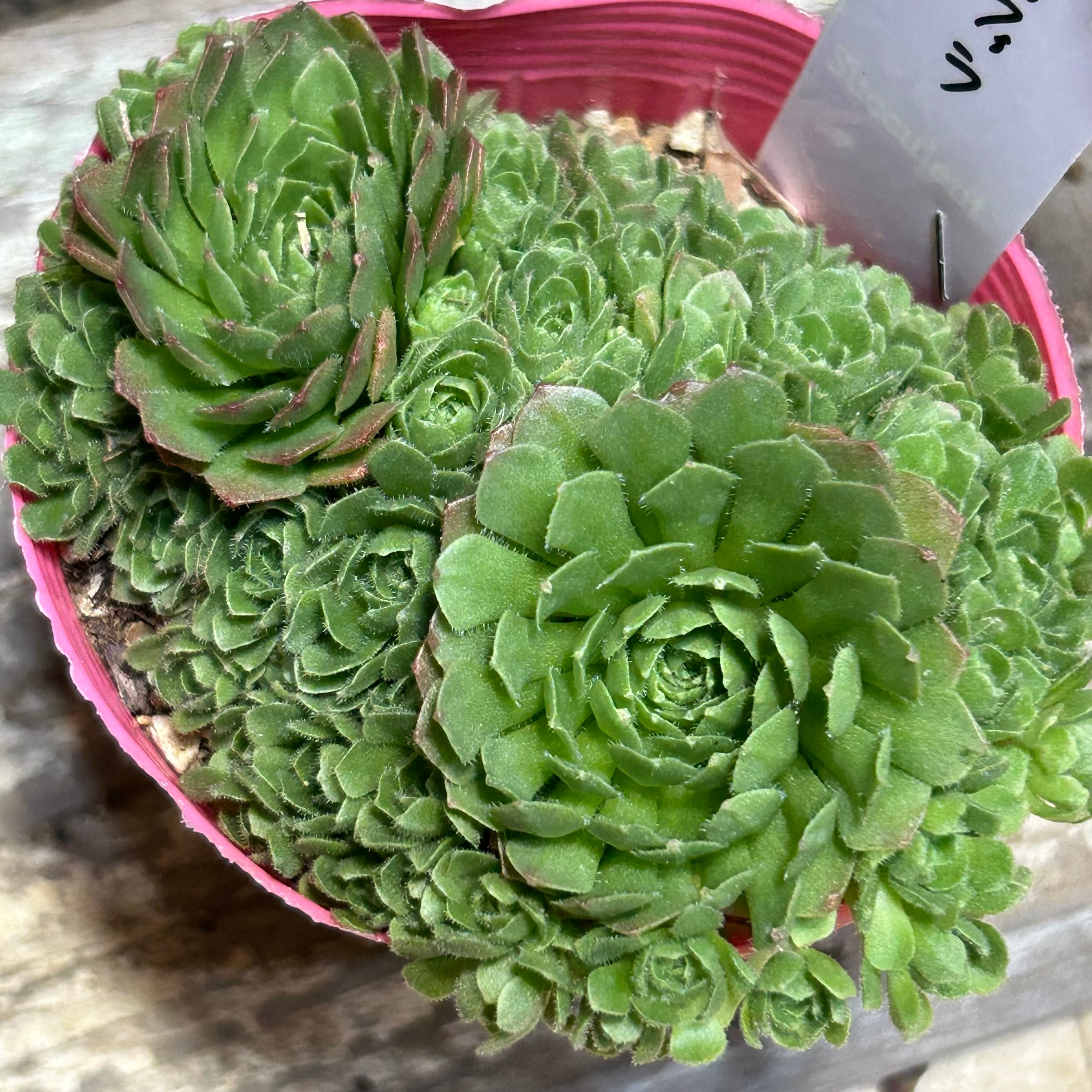 紅頬美人錦さくら班 多肉植物 パキフィツム