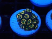 【一ヶ月熟成】Zoanthus FromMakassar 4