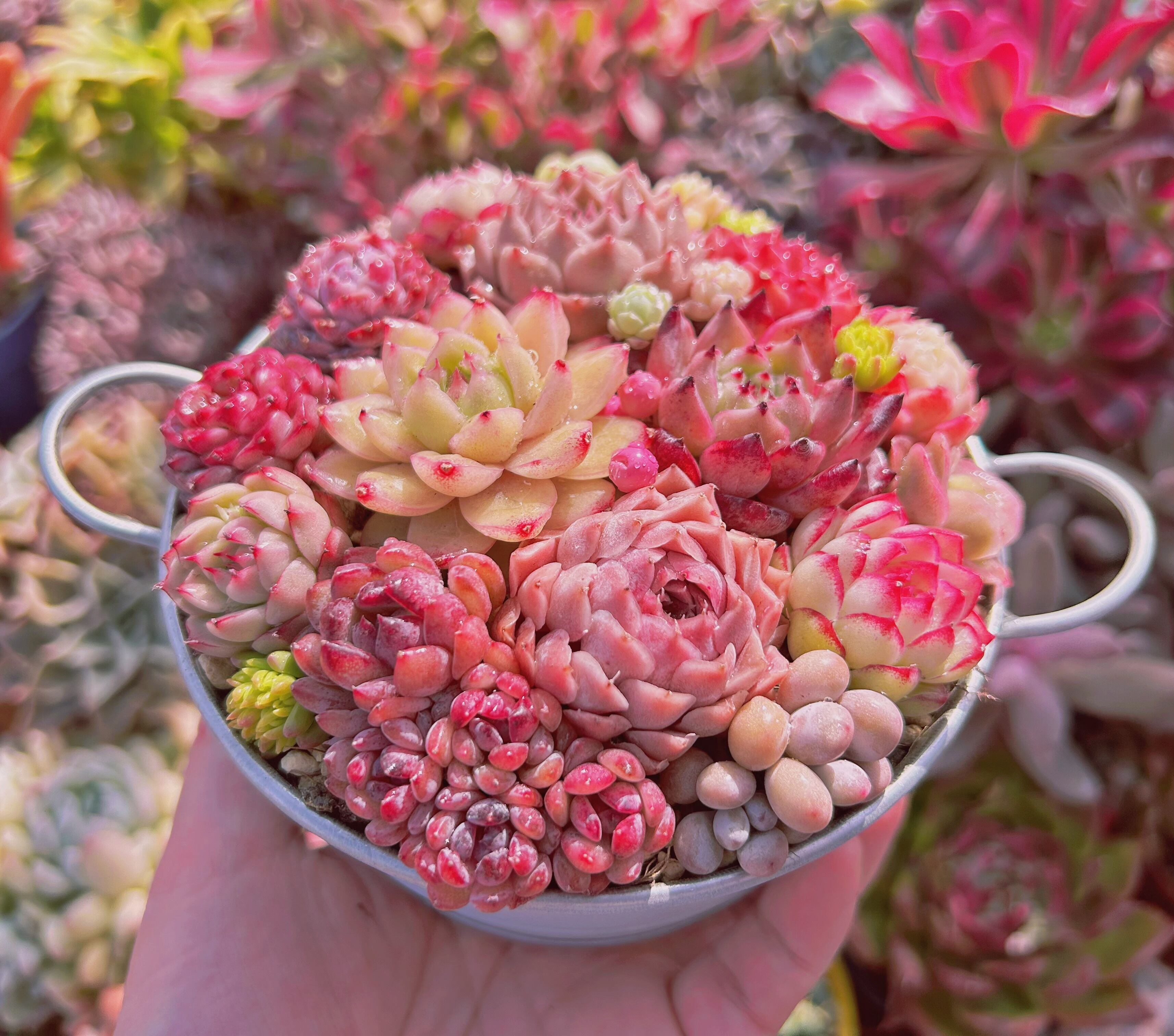 506現物 寄せ植えセット | るる農園~多肉植物専門